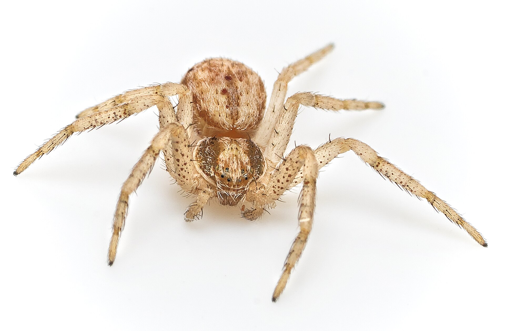Imagem de referência relacionada a Philodromus dispar, item descrito como espécie de aracnídeo