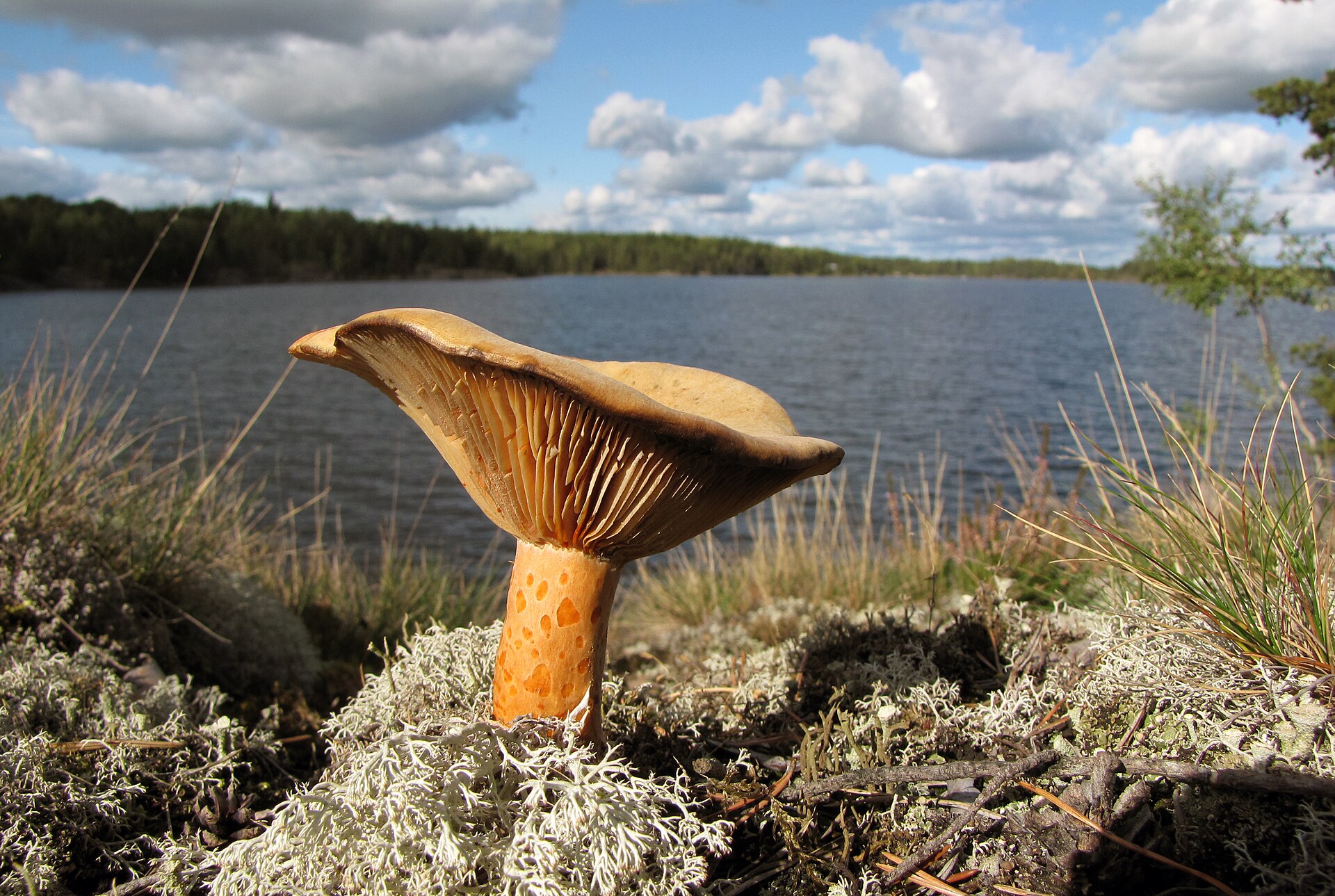 Imagem de referência relacionada a Lactarius deliciosus, item descrito como registro de referência sobre Lactarius deliciosus, organizado a partir de dados estruturados abertos