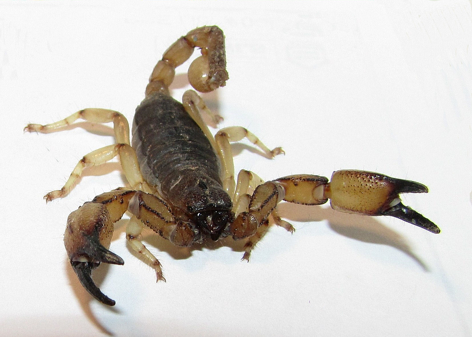 Imagem de referência relacionada a Chactidae, item descrito como registro de referência sobre Chactidae, organizado a partir de dados estruturados abertos