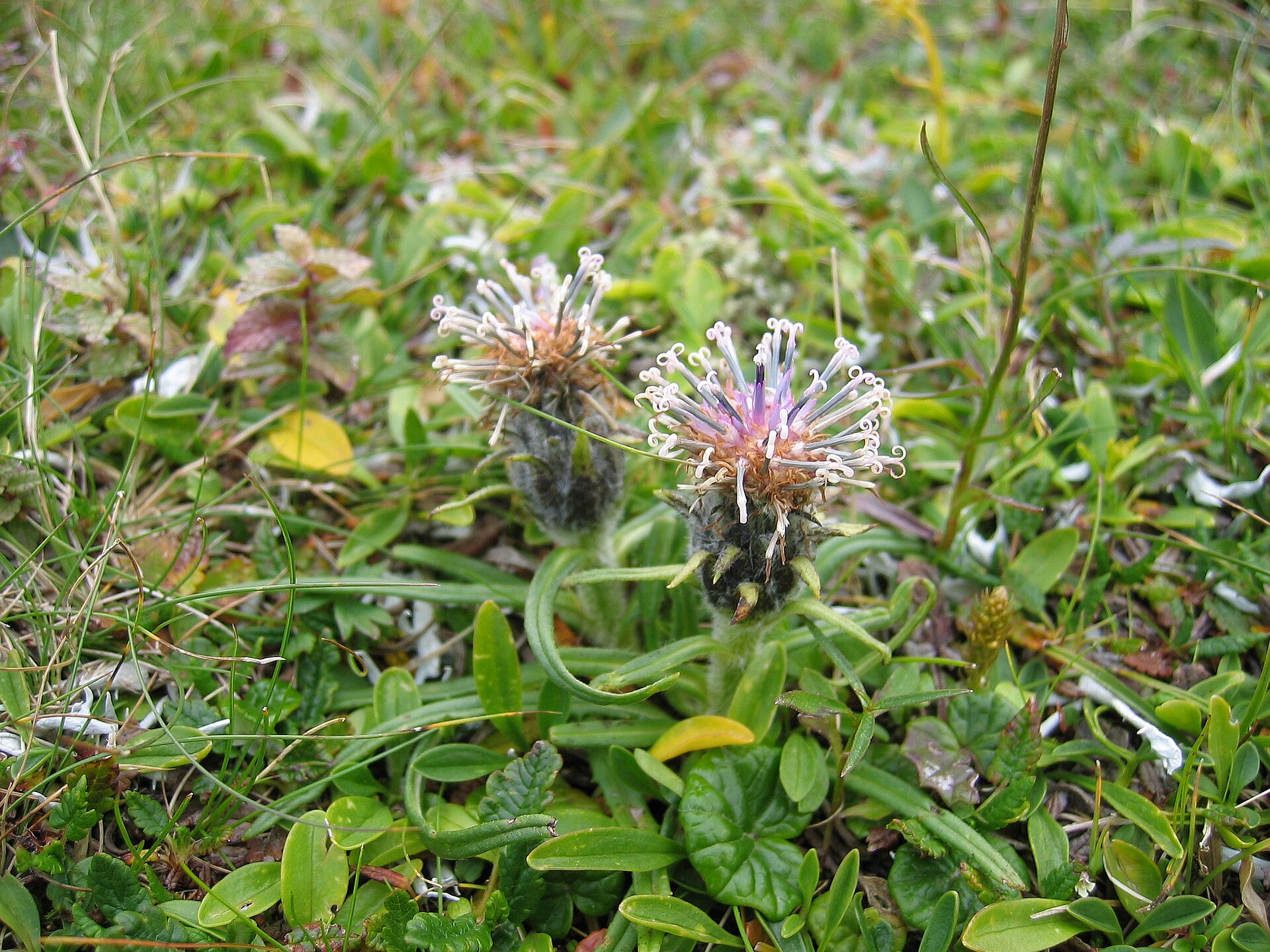 Imagem de referência de Saussurea, descrito nos dados abertos como género de plantas