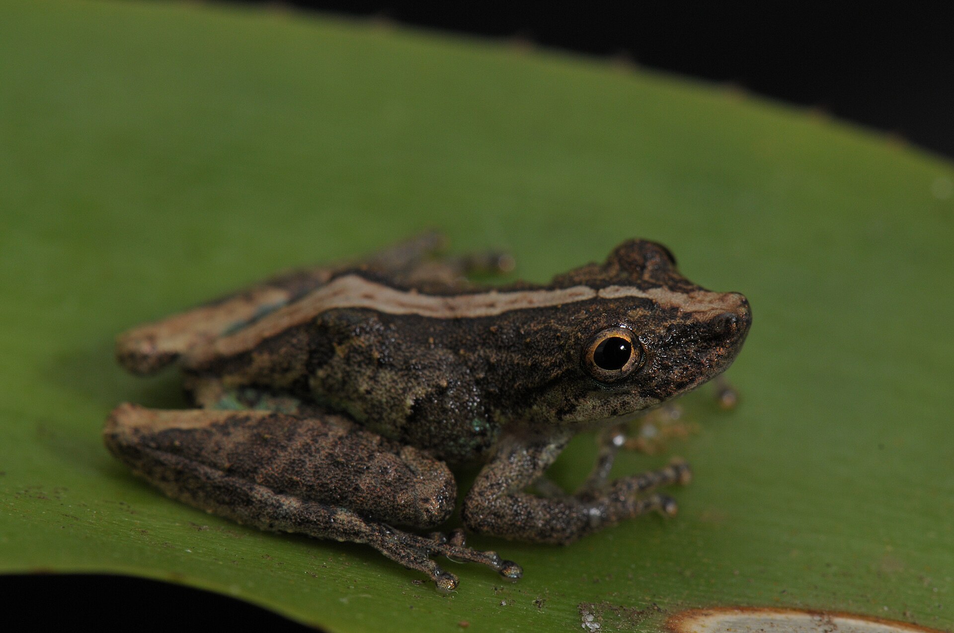 Imagem de referência relacionada a Scinax argyreornatus, item descrito como espécie de anfíbio