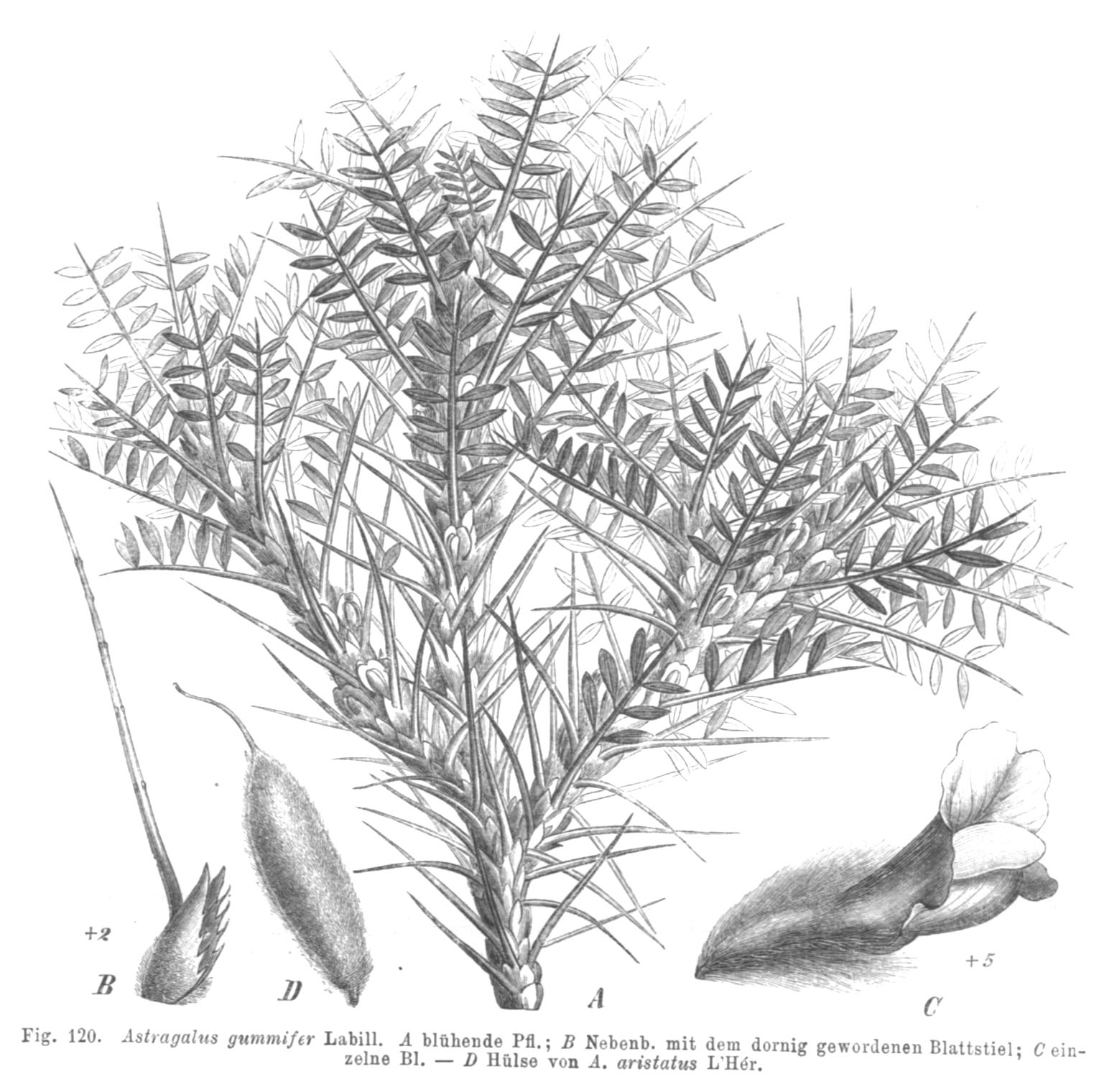 Imagem de referência de Astragalus gummifer, descrito nos dados abertos como espécie de planta