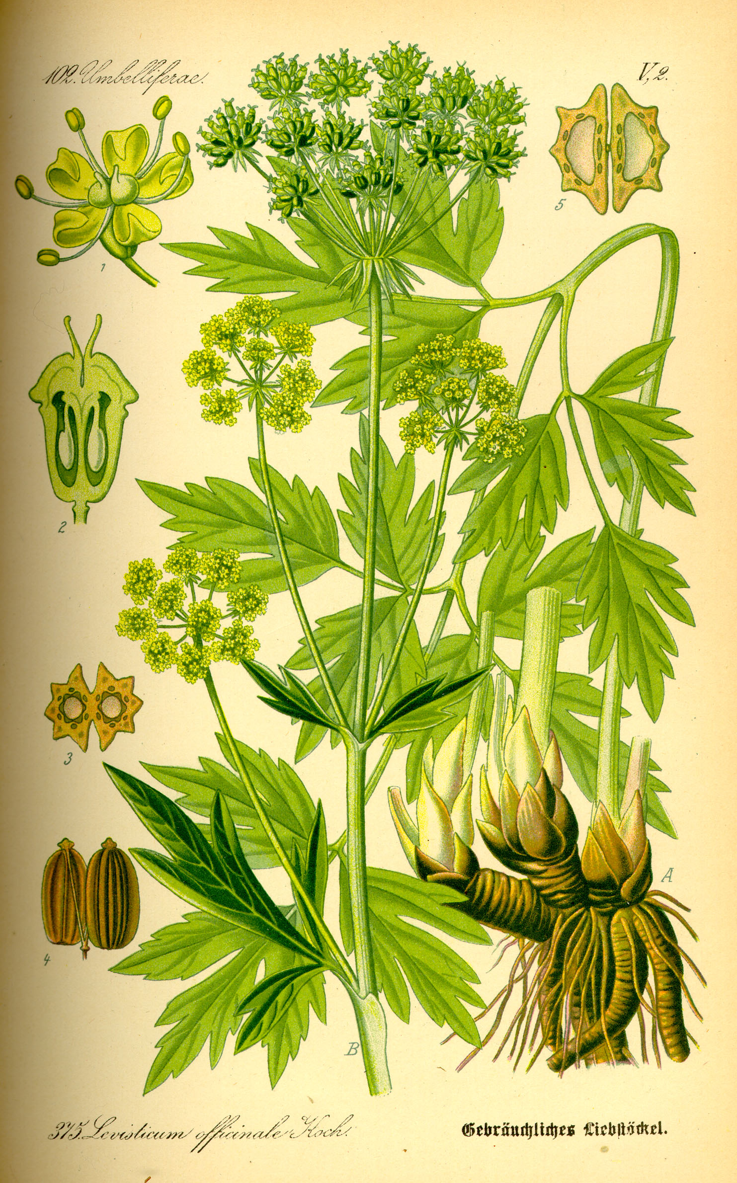 Imagem de referência de Levisticum, descrito nos dados abertos como género de plantas