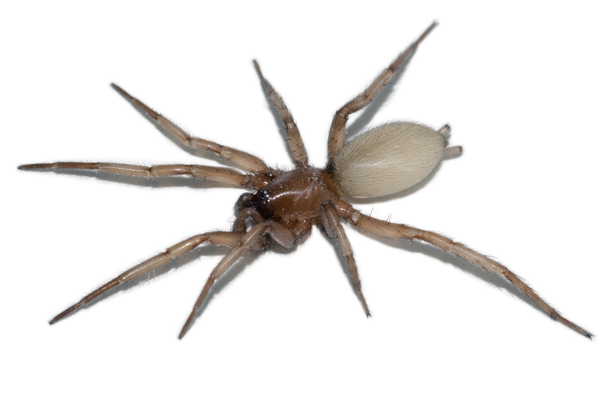 Imagem de referência relacionada a Gnaphosidae, item descrito como registro de referência sobre Gnaphosidae, organizado a partir de dados estruturados abertos
