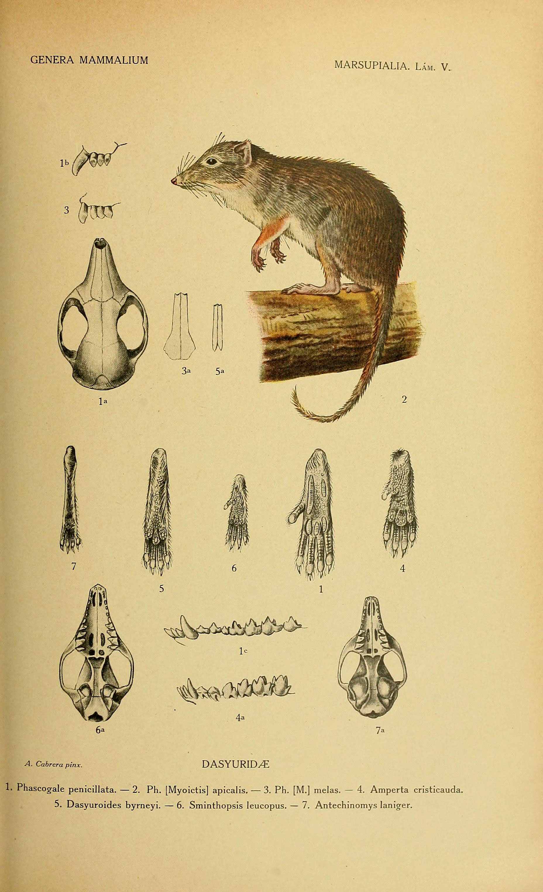 Imagem de referência relacionada a Sminthopsis leucopus, item descrito como espécie de mamífero