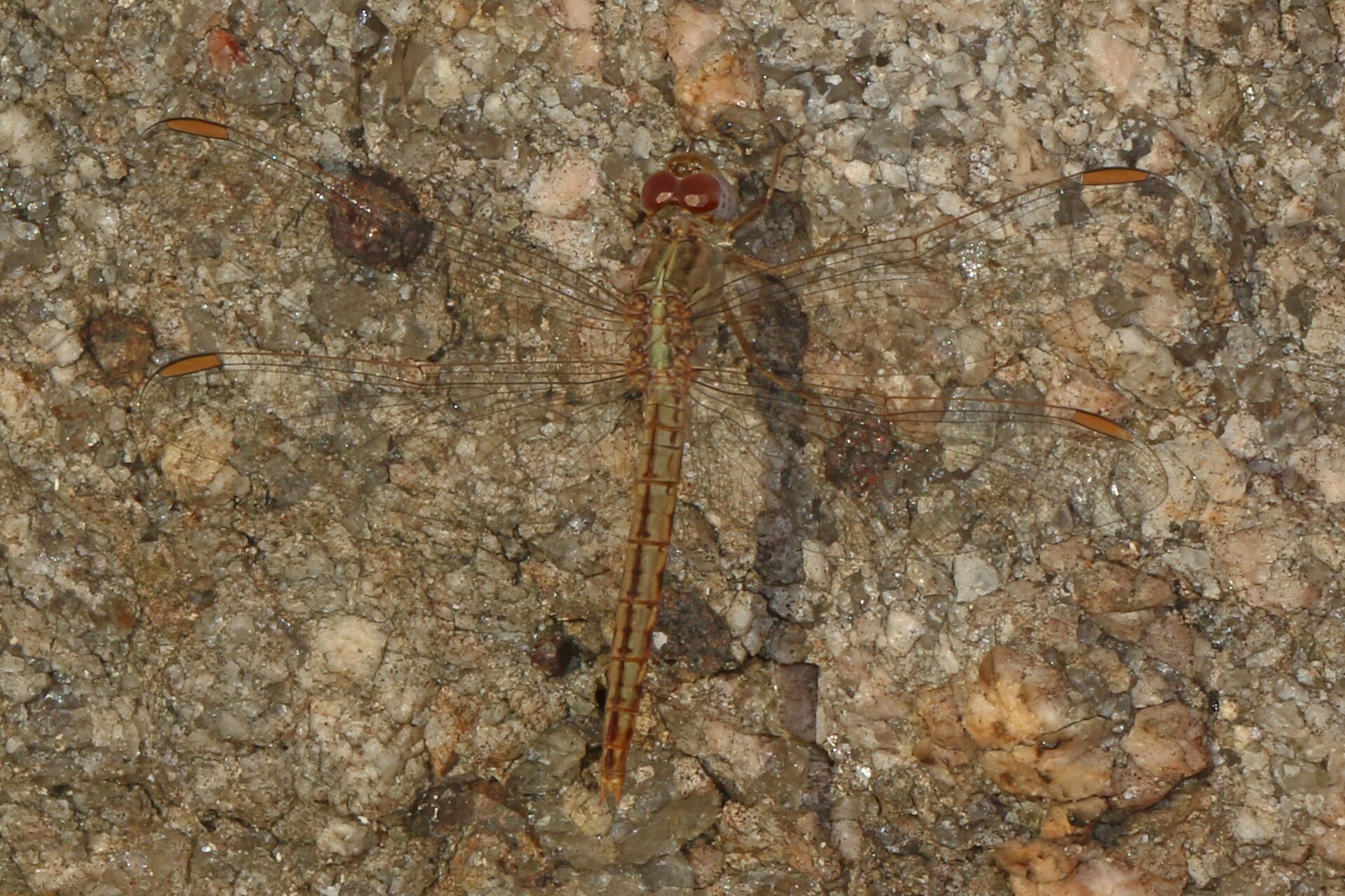 Imagem de referência relacionada a Crocothemis divisa, item descrito como espécie de inseto