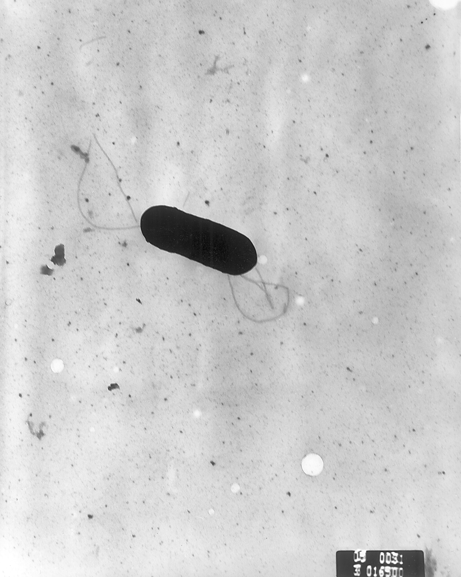 Imagem de referência de Listeria monocytogenes, descrito nos dados abertos como uma espécie de bactéria