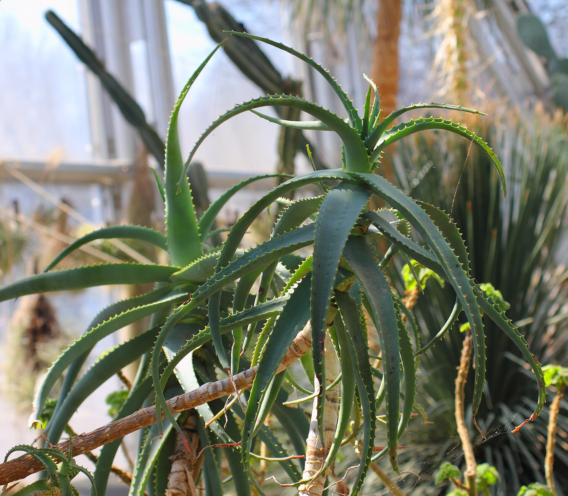 Imagem de referência relacionada a Aloe acutissima, item descrito como espécie de planta