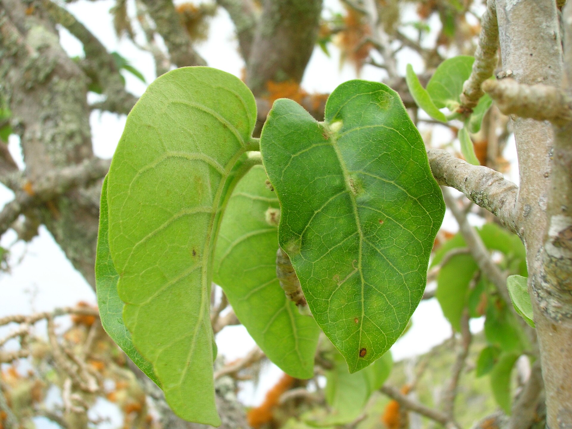 Imagem de referência relacionada a Nothocestrum, item descrito como género de plantas