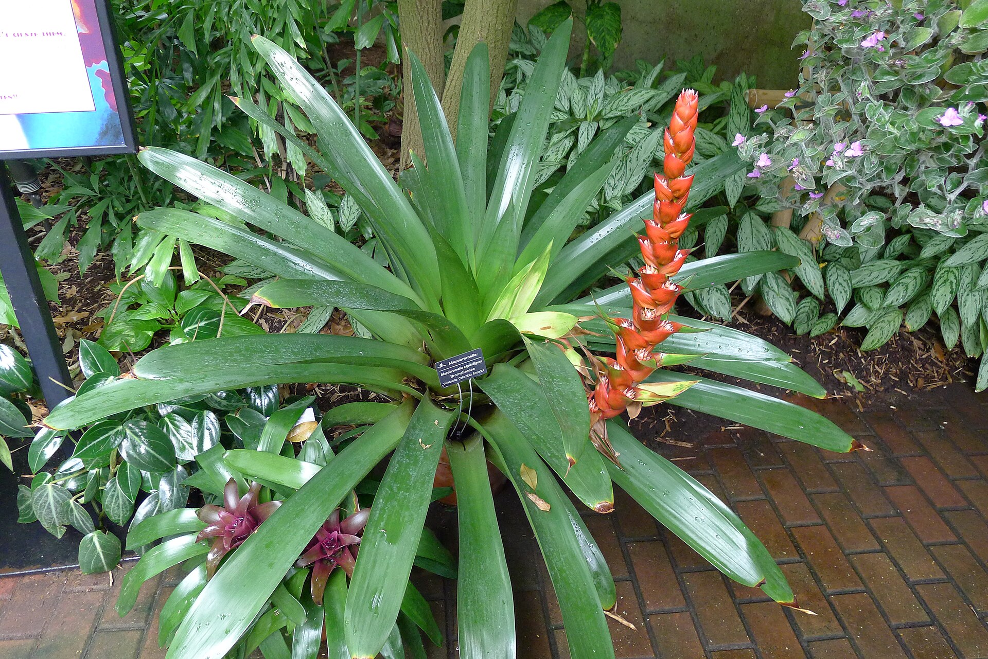 Imagem de referência relacionada a Mezobromelia, item descrito como género de plantas