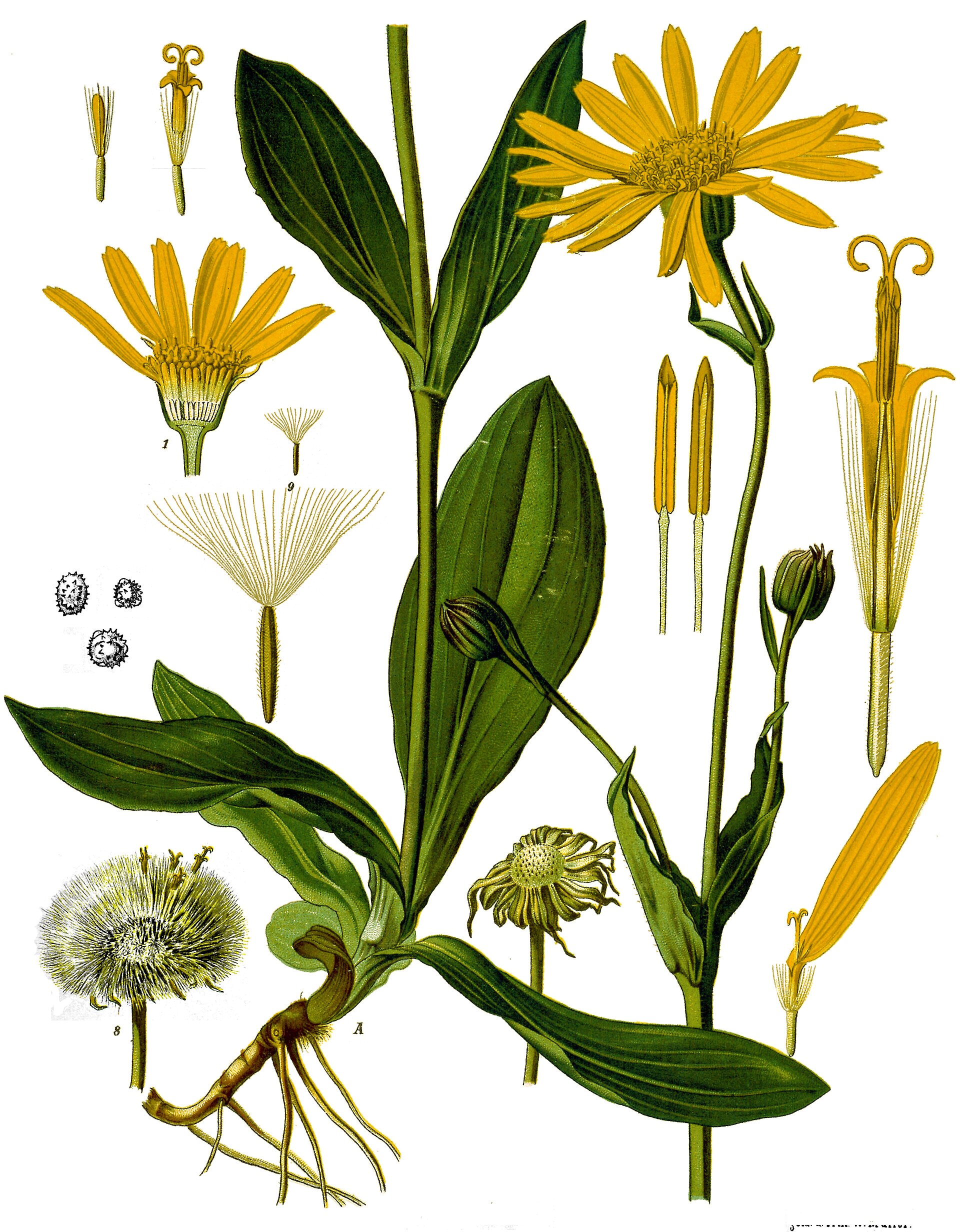 Imagem de referência de Arnica, descrito nos dados abertos como género de plantas