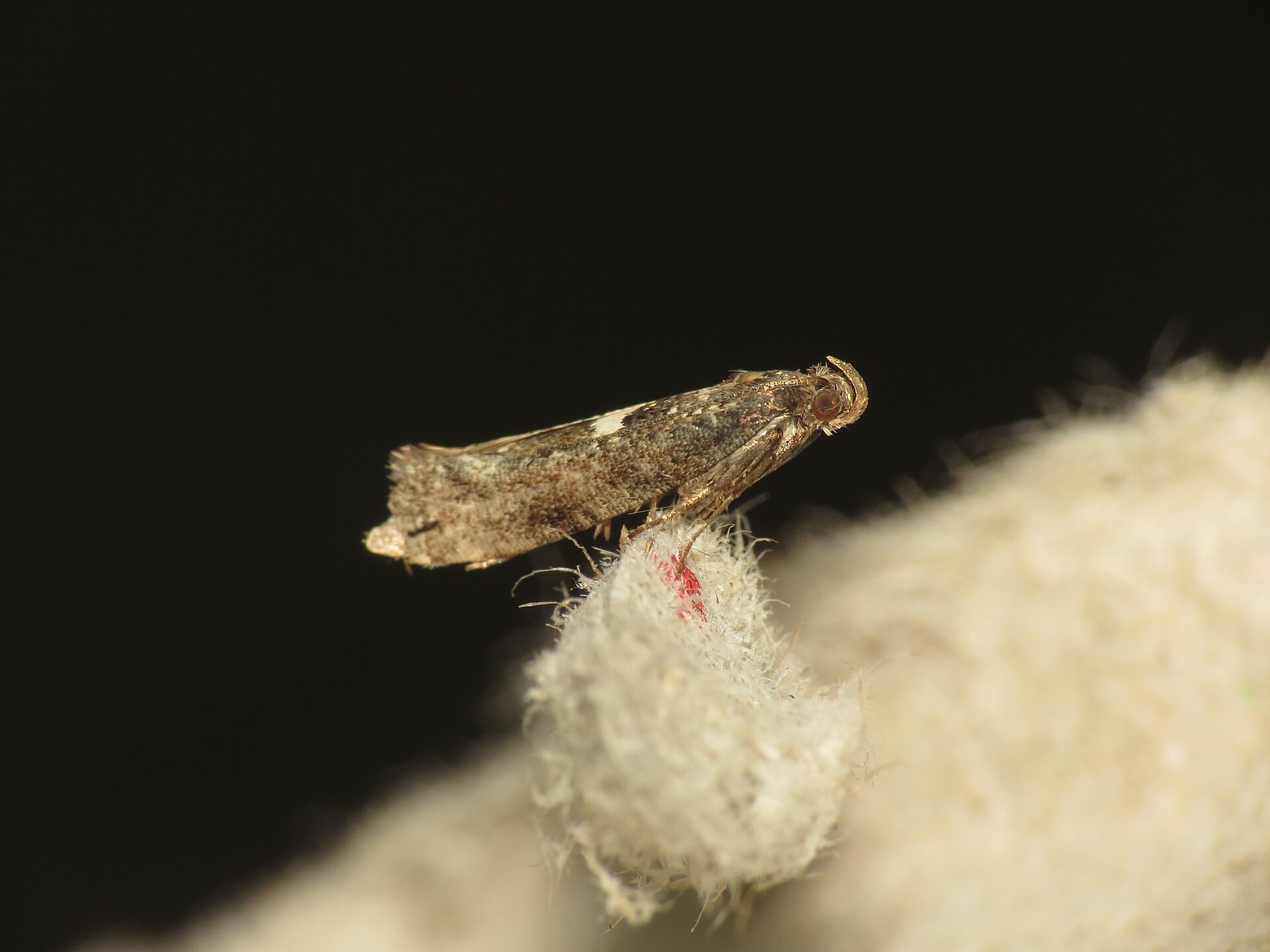 Imagem de referência relacionada a Acrolepiopsis assectella, item descrito como espécie de inseto