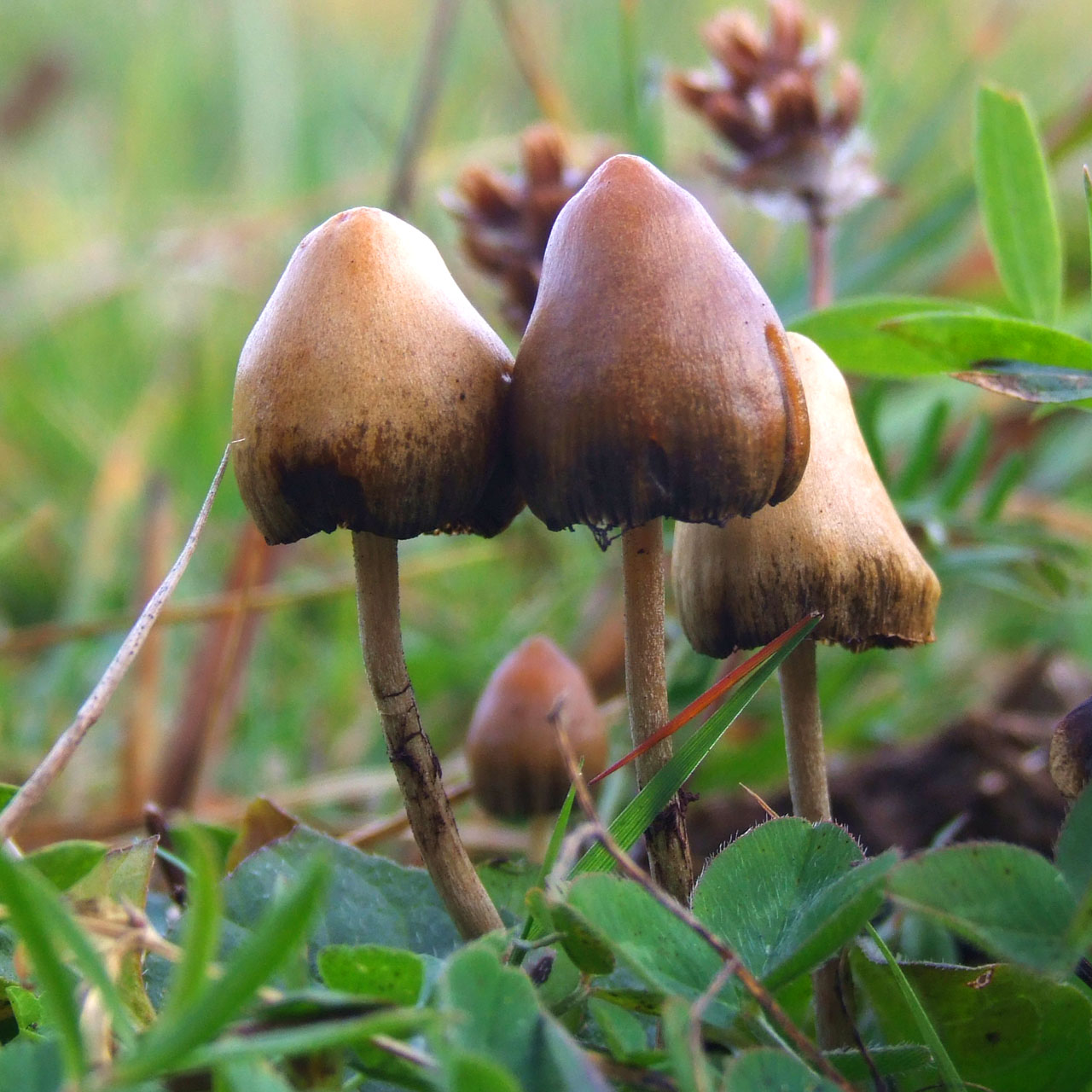 Imagem de referência de Psilocybe, descrito nos dados abertos como gênero de fungos