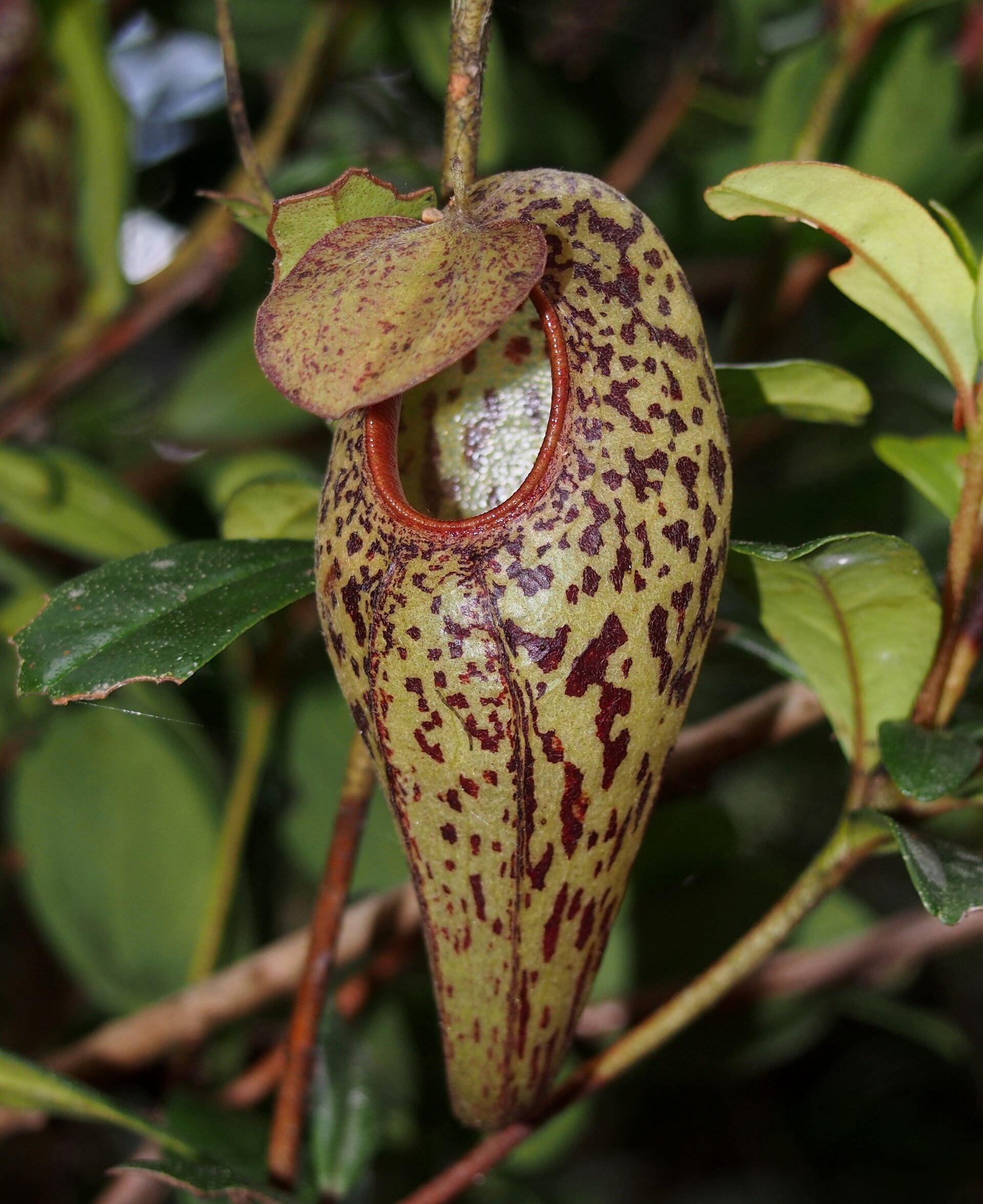Imagem de referência relacionada a Nepenthes aristolochioides, item descrito como registro de referência sobre Nepenthes aristolochioides, organizado a partir de dados estruturados abertos