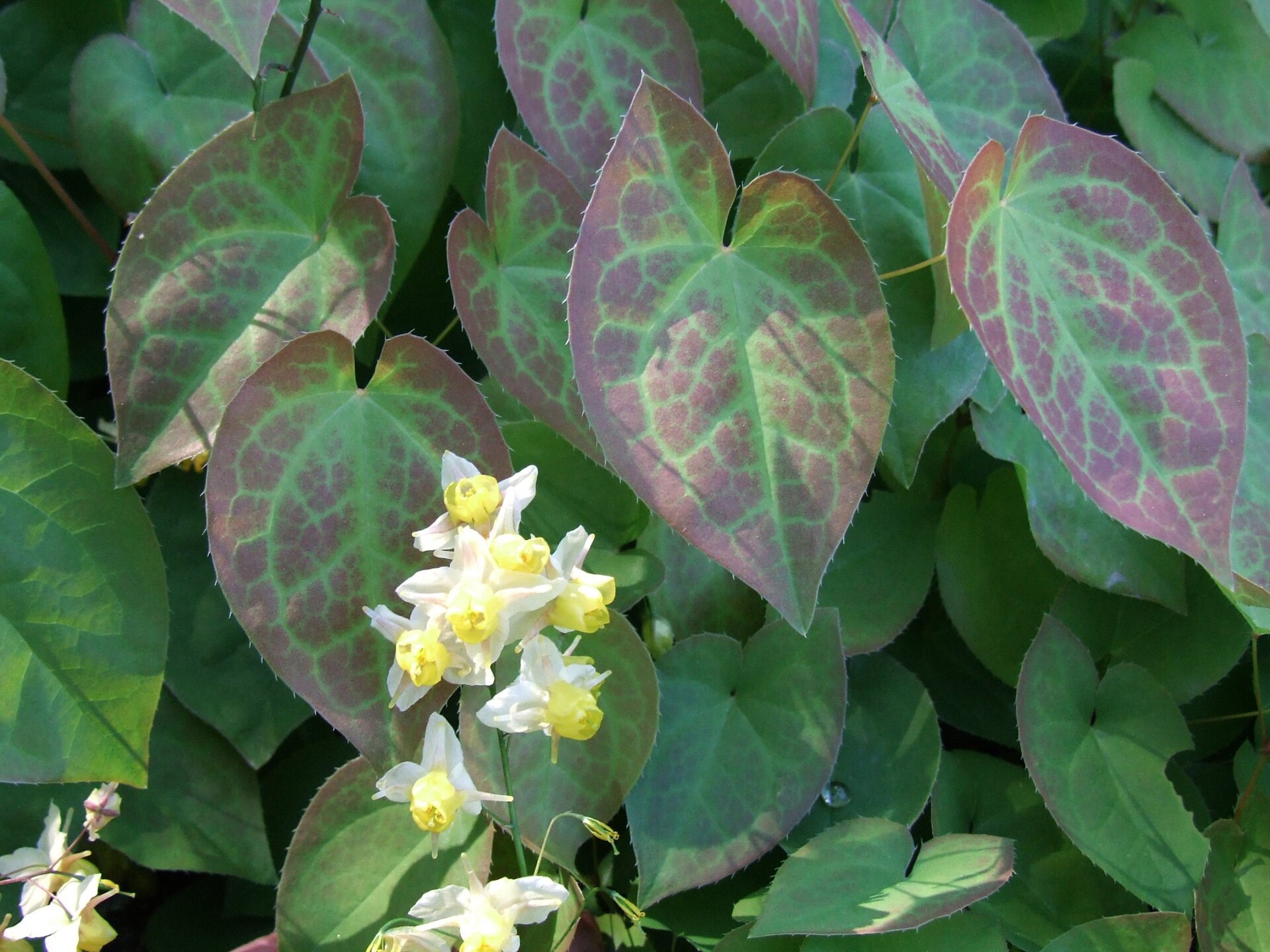 Imagem de referência de Epimedium, descrito nos dados abertos como género de plantas