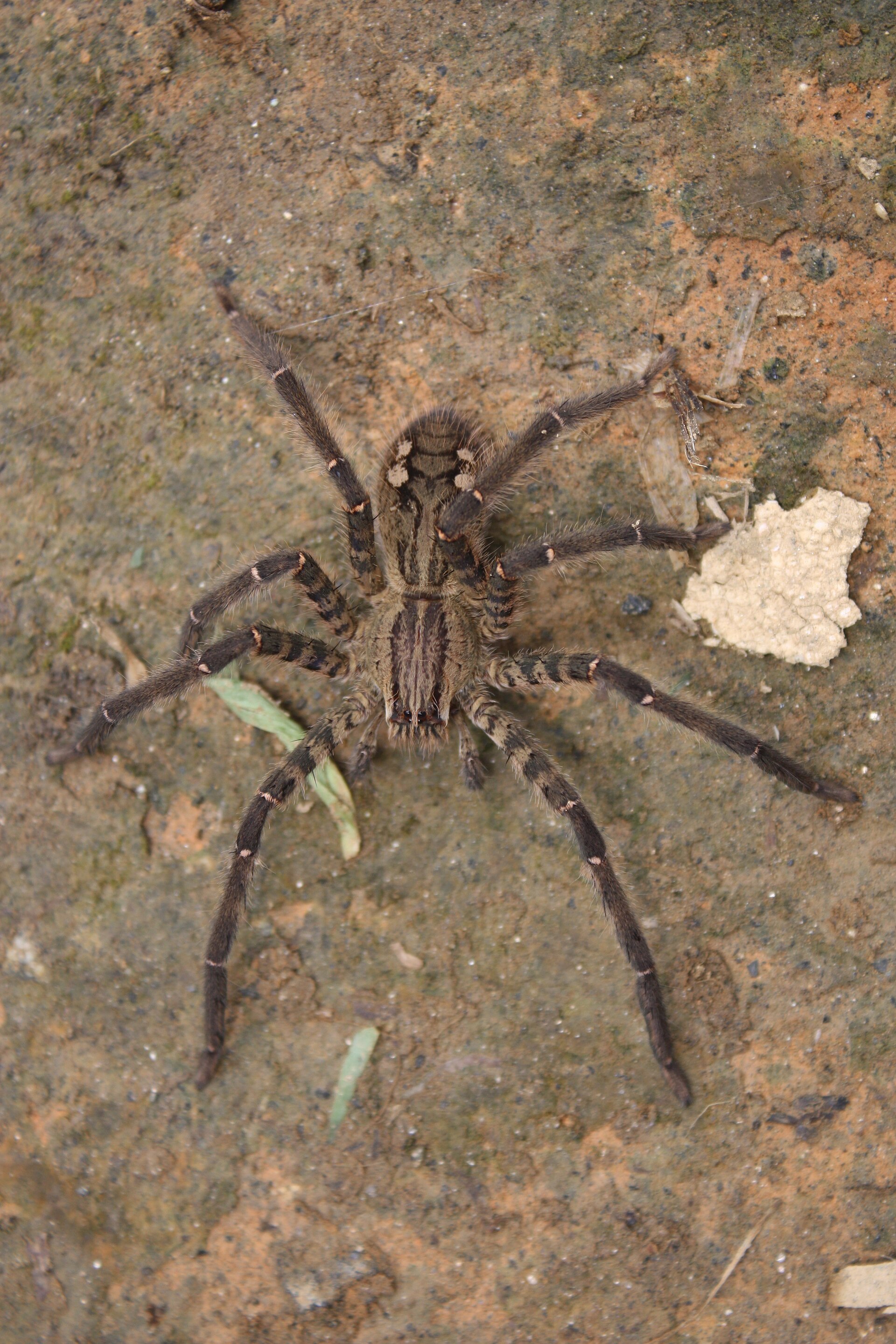 Imagem de referência relacionada a Cupiennius, item descrito como gênero de aranhas