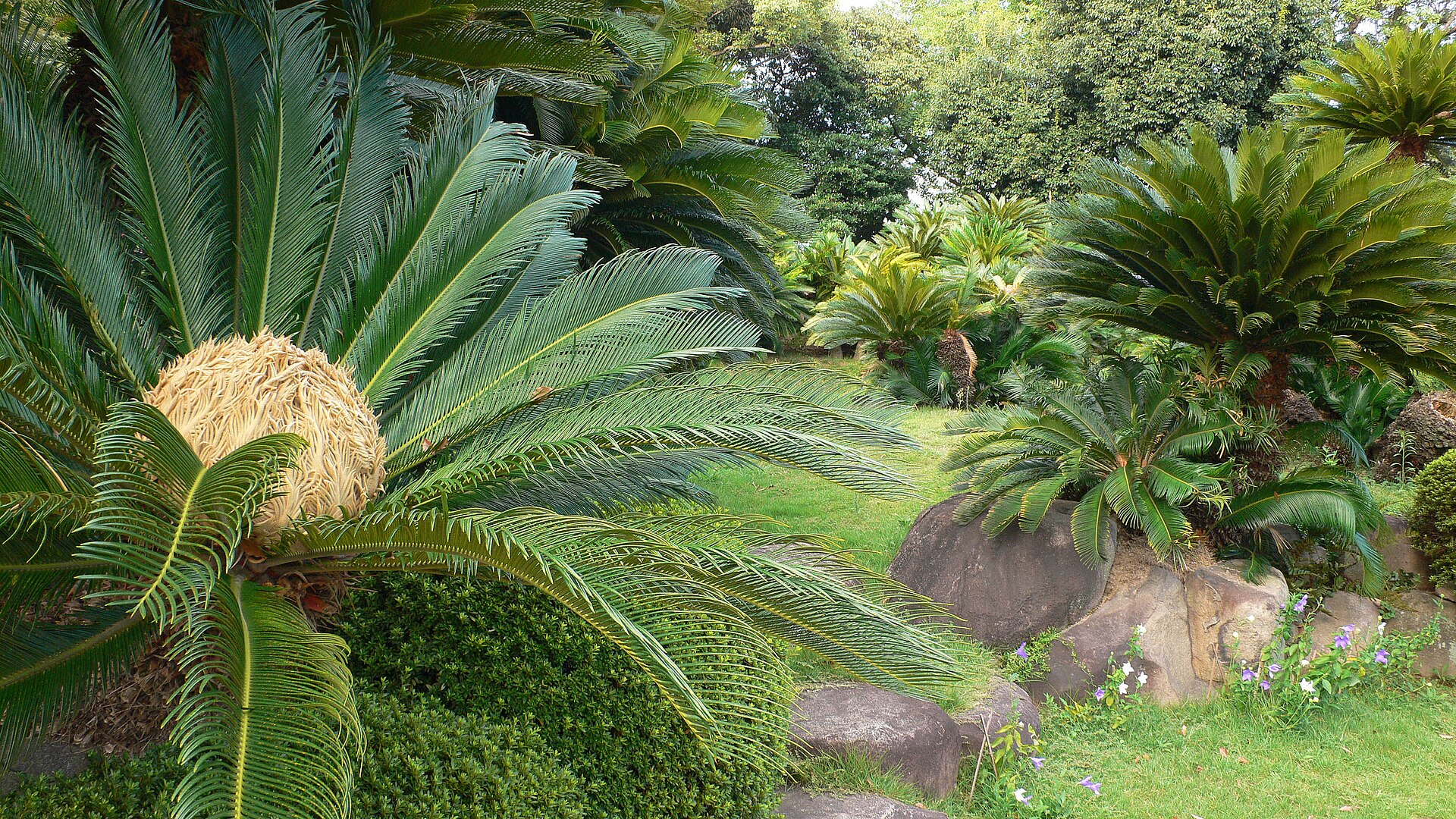 Imagem de referência de Cicadáceas, descrito nos dados abertos como género de plantas