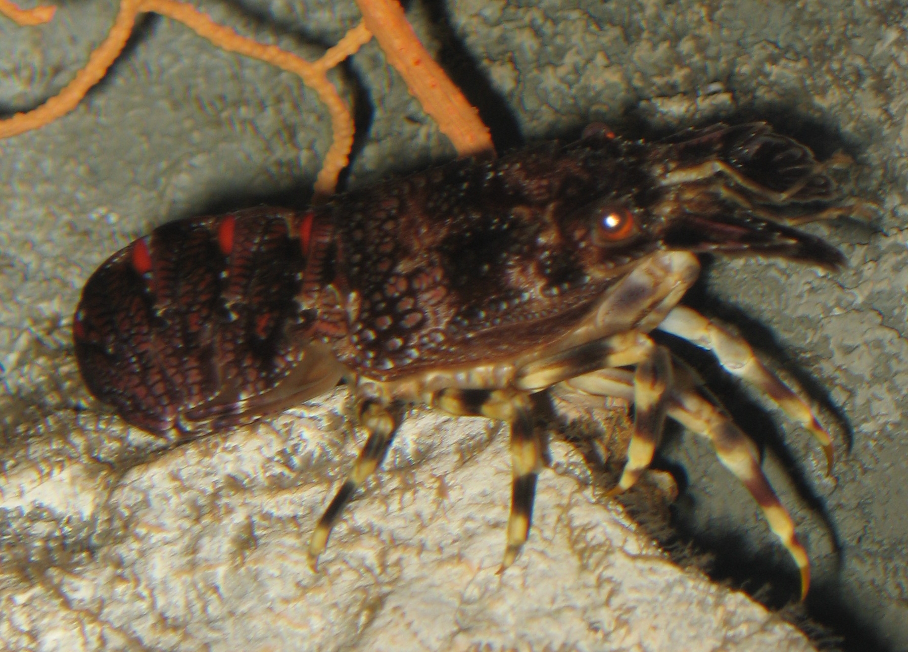 Imagem de referência de Scyllaridae, descrito nos dados abertos como família de crustáceos