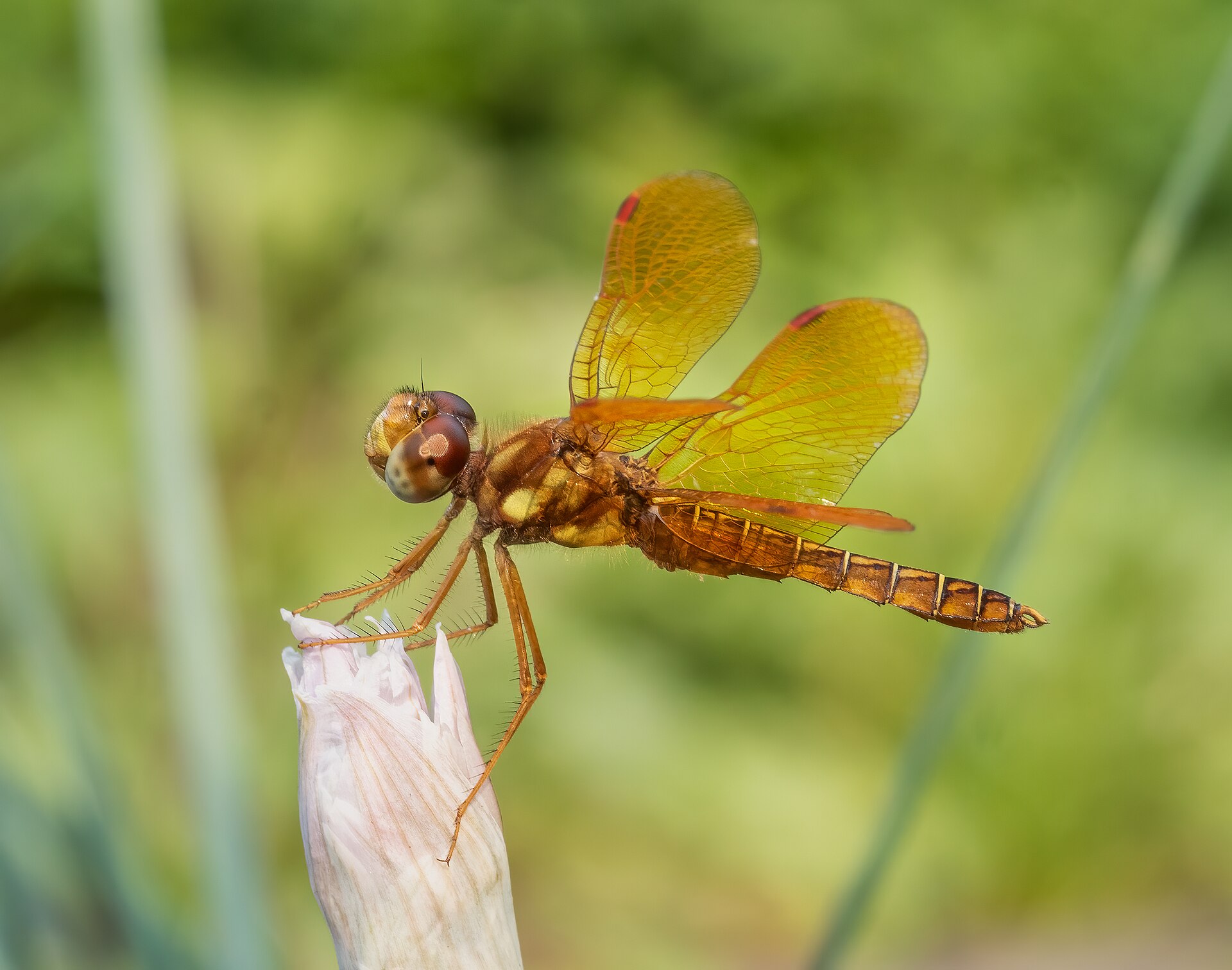 Imagem de referência relacionada a Perithemis, item descrito como género de insetos