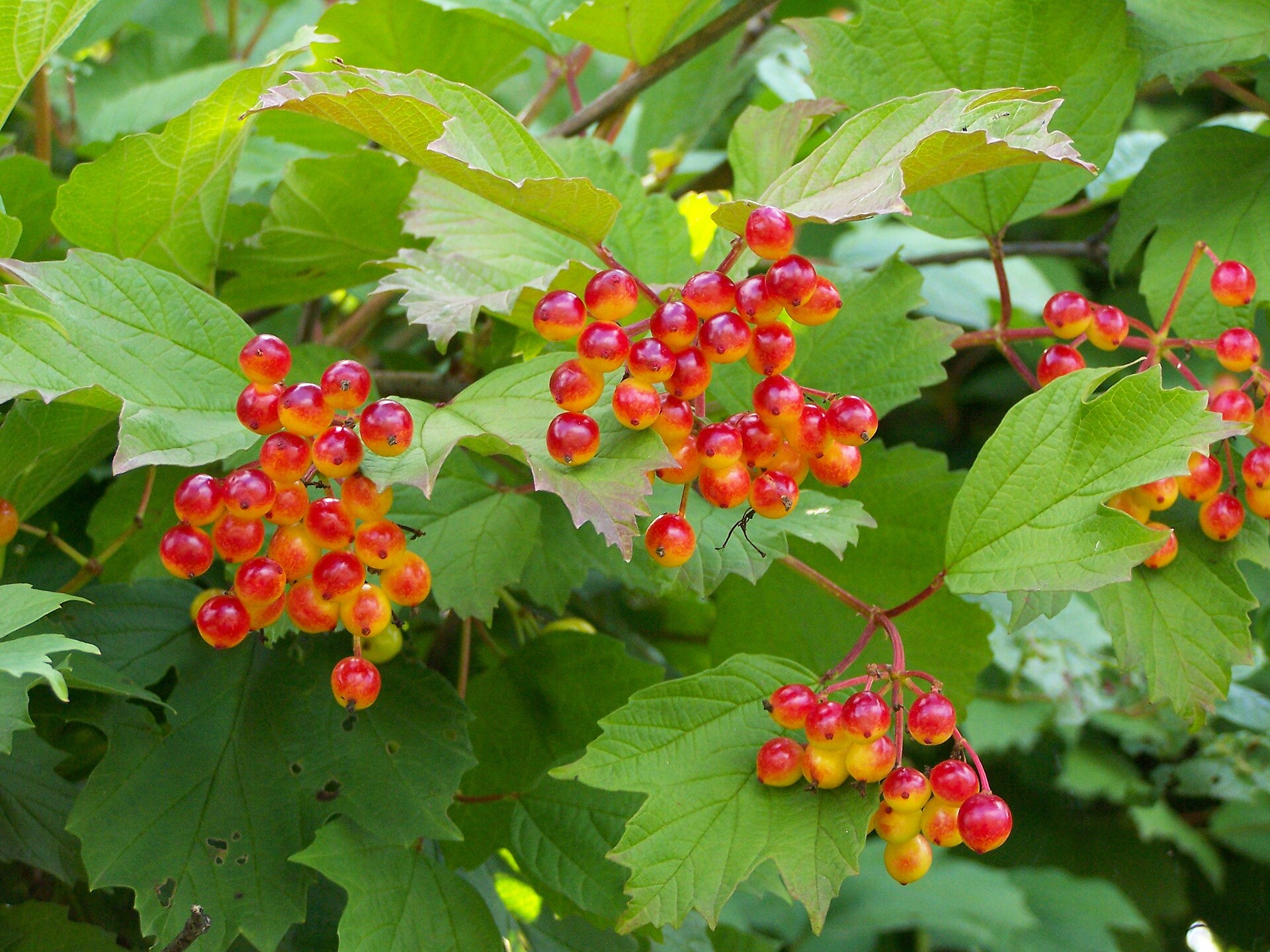 Imagem de referência de Viburnum, descrito nos dados abertos como género de plantas