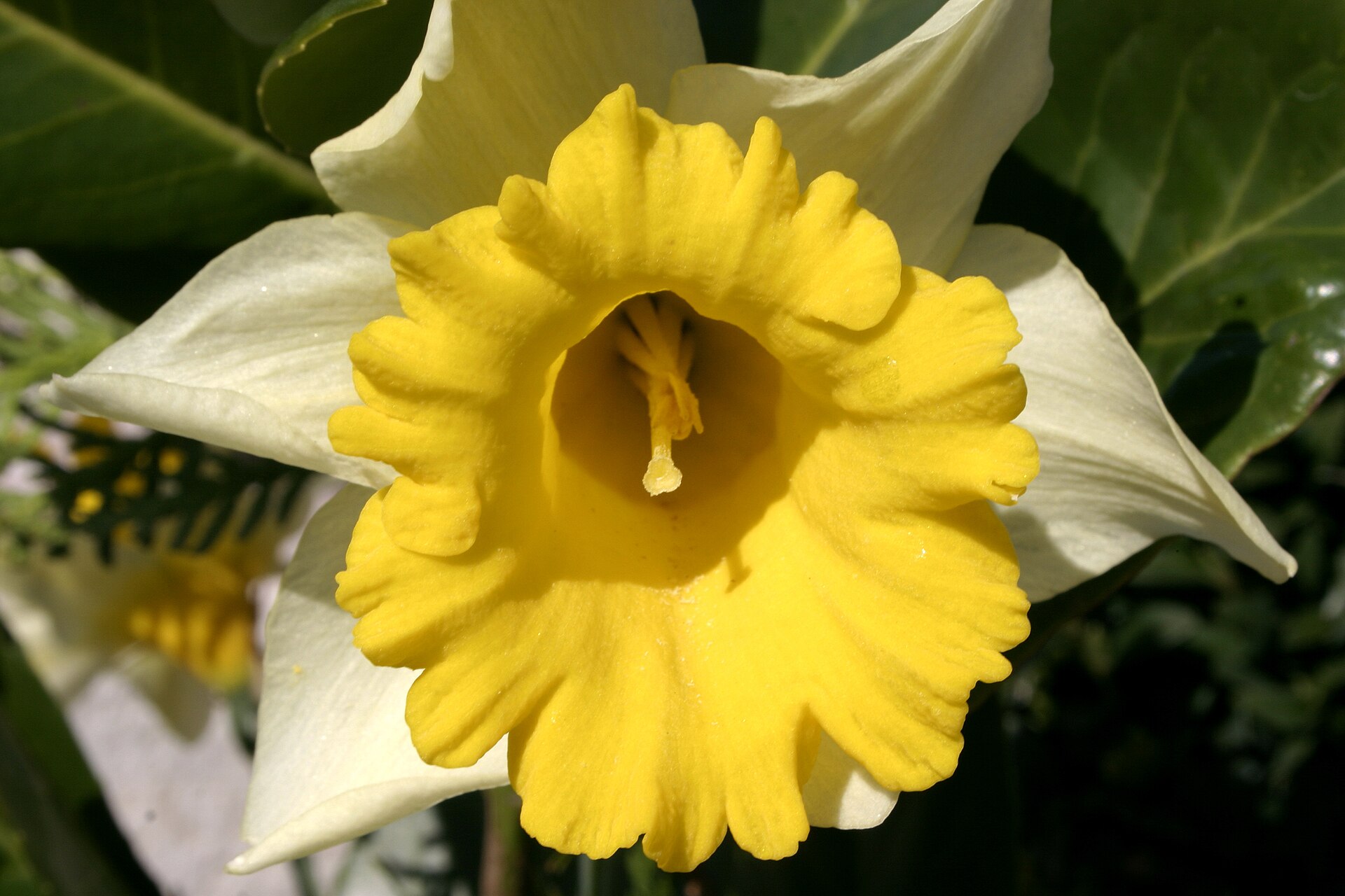 Imagem de referência relacionada a Narcissus pseudonarcissus, item descrito como registro de referência sobre Narcissus pseudonarcissus, organizado a partir de dados estruturados abertos