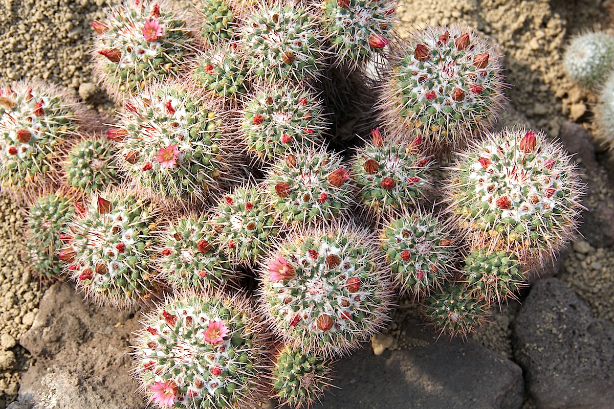 Imagem de referência relacionada a Mammillaria compressa, item descrito como registro de referência sobre Mammillaria compressa, organizado a partir de dados estruturados abertos