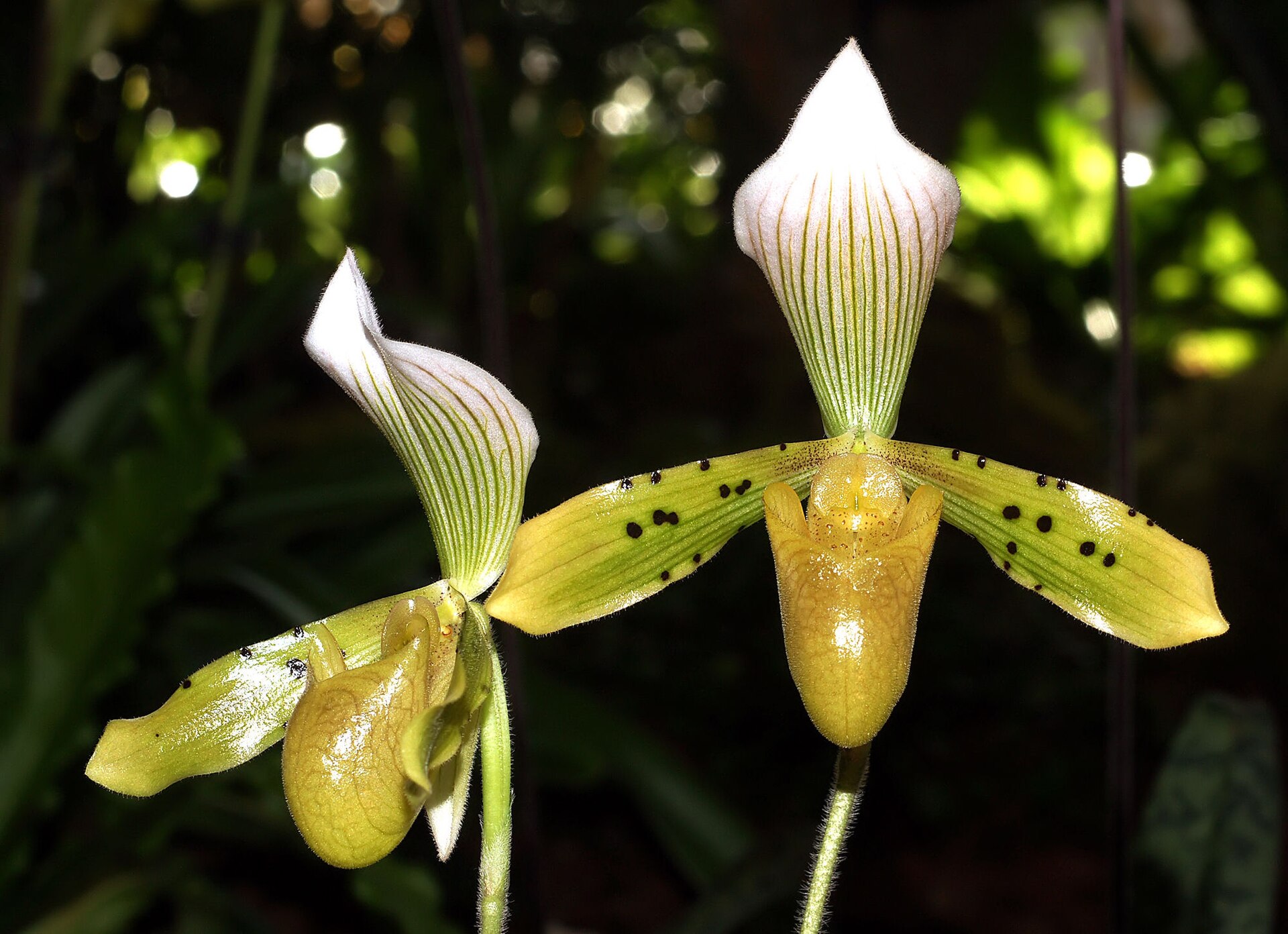 Imagem de referência de Paphiopedilum tonsum, descrito nos dados abertos como espécie de planta