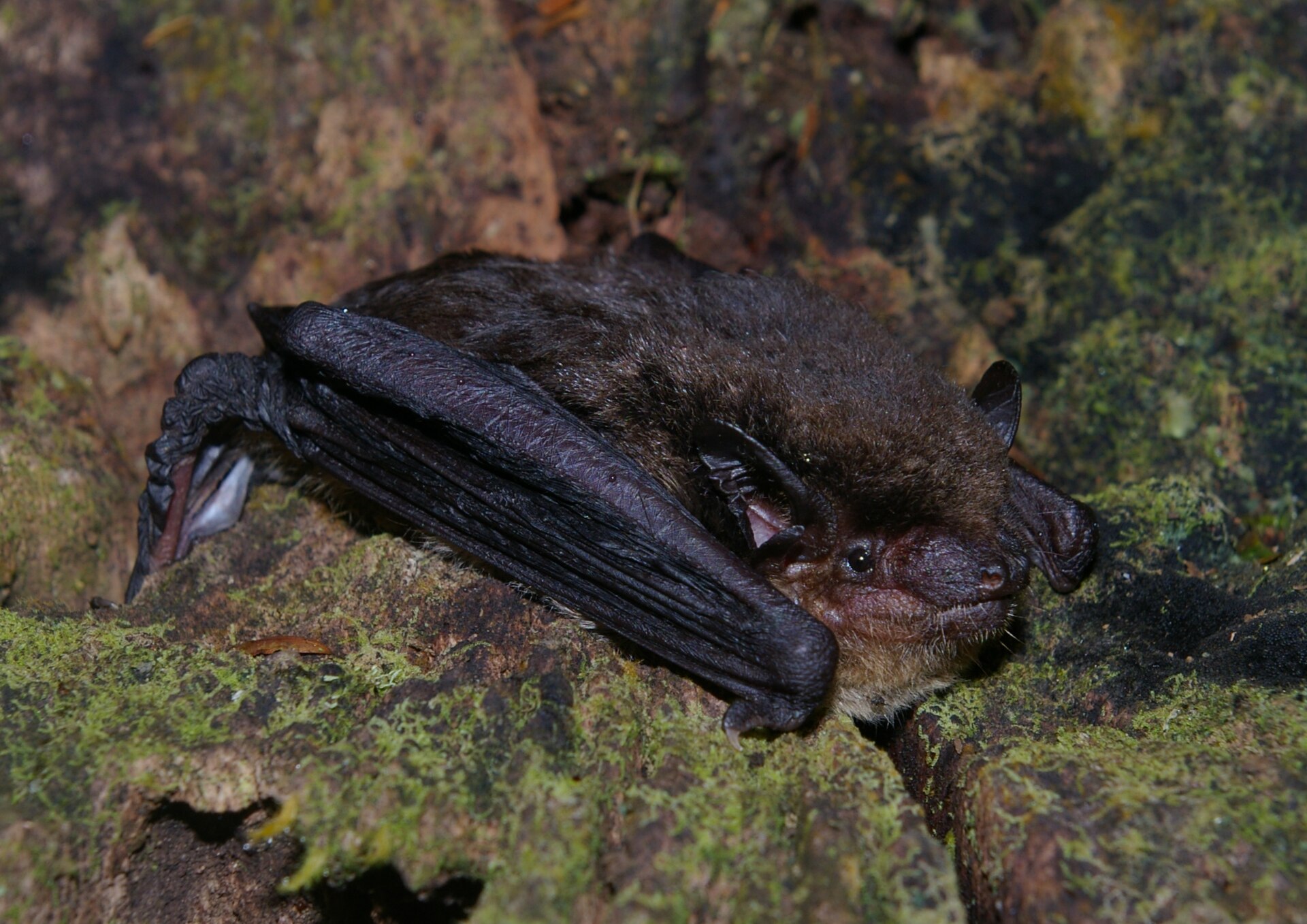 Imagem de referência relacionada a Eptesicus furinalis, item descrito como espécie de mamífero