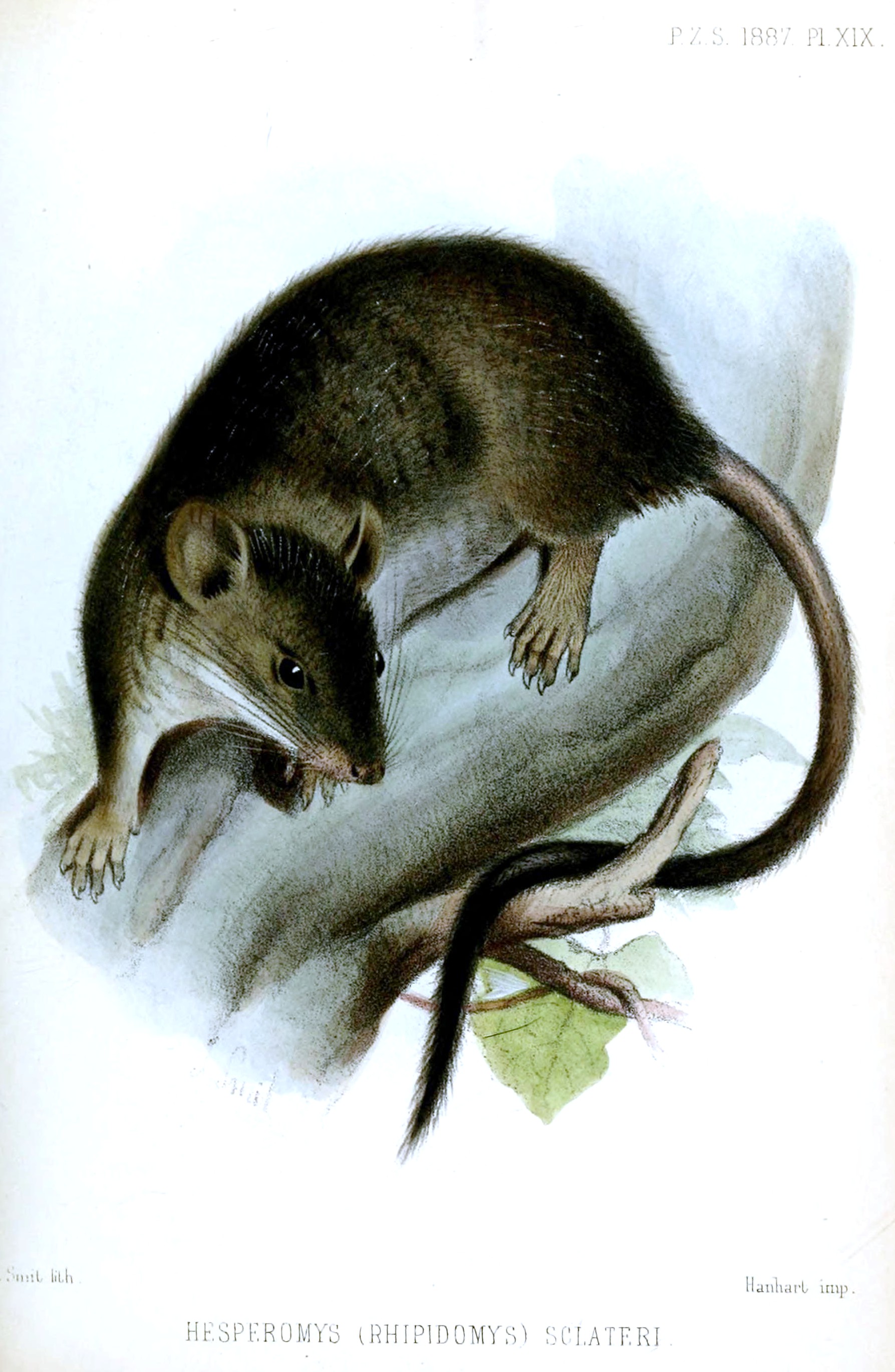 Imagem de referência de Rhipidomys leucodactylus, descrito nos dados abertos como espécie de mamífero