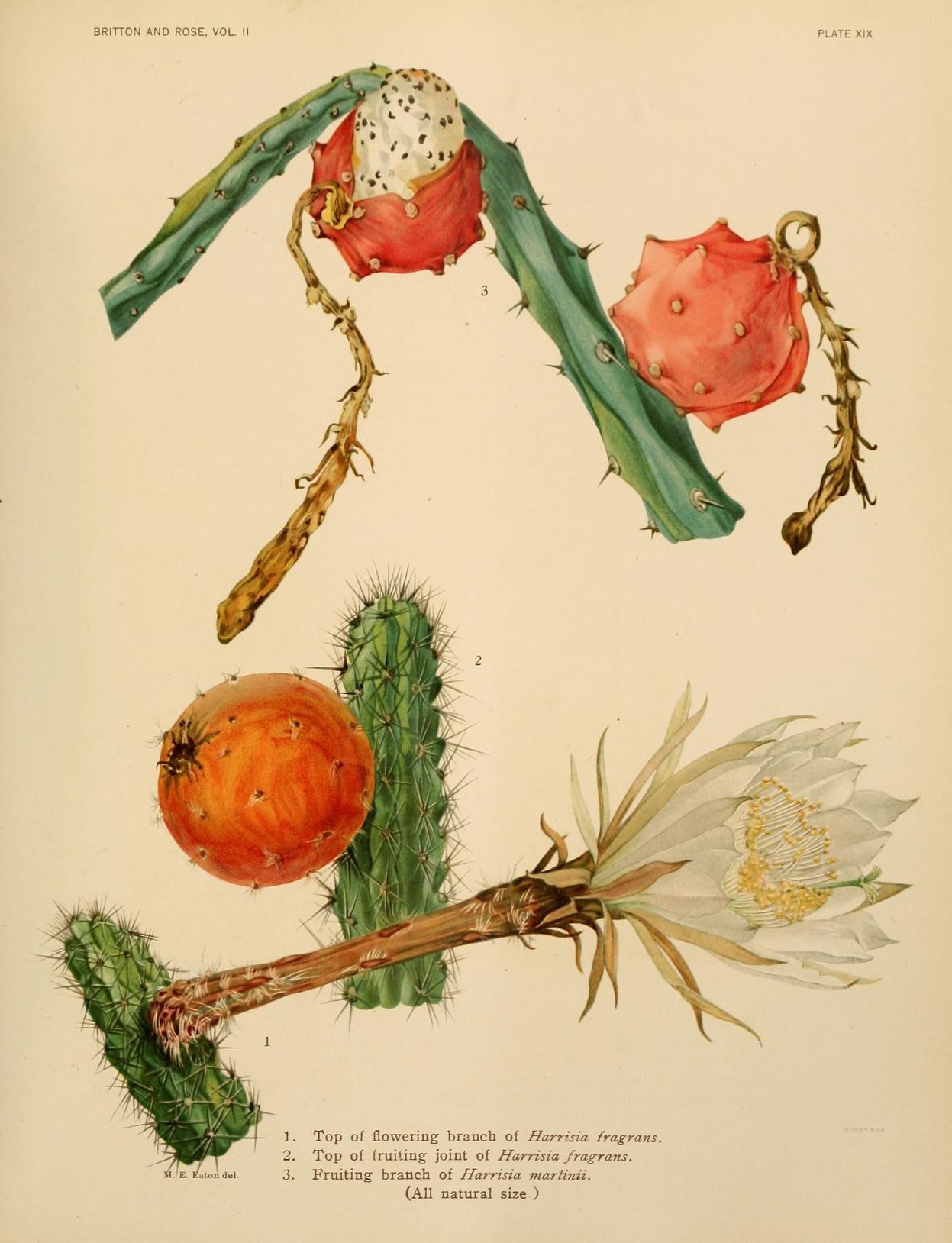 Imagem de referência relacionada a Harrisia fragrans, item descrito como registro de referência sobre Harrisia fragrans, organizado a partir de dados estruturados abertos