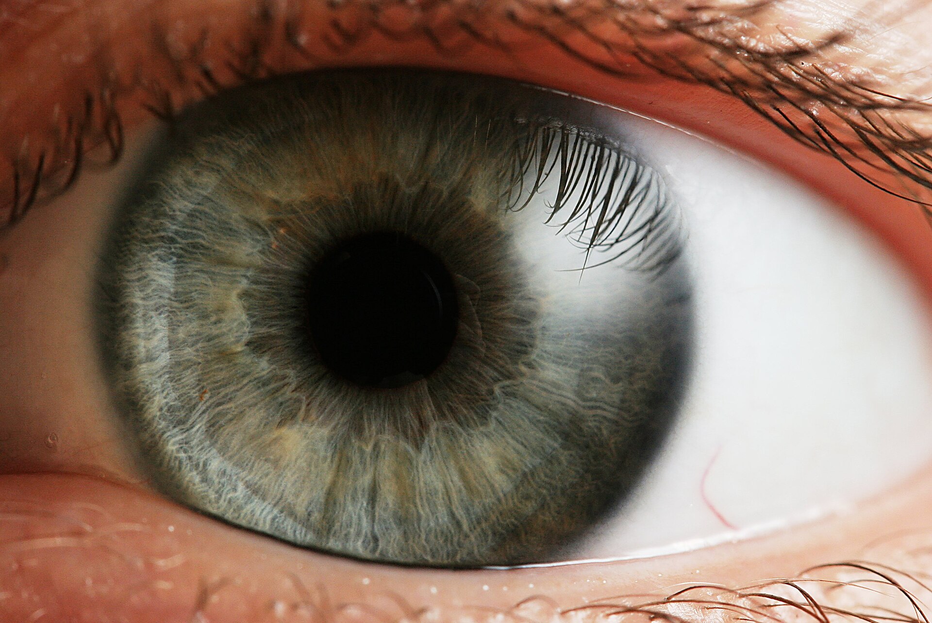 Imagem de referência de percepção visual, descrito nos dados abertos como interpretação neural consciente de estímulos visuais