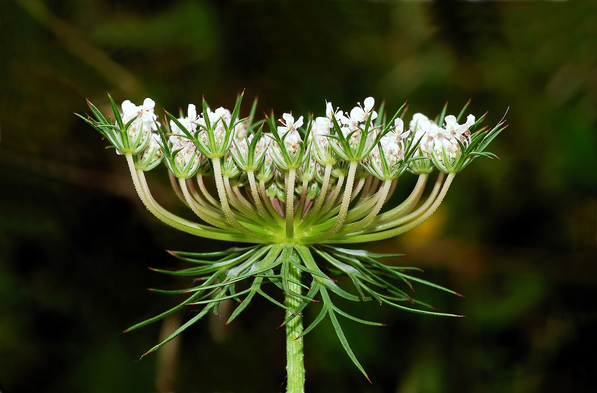 Imagem de referência relacionada a Daucus, item descrito como género de plantas
