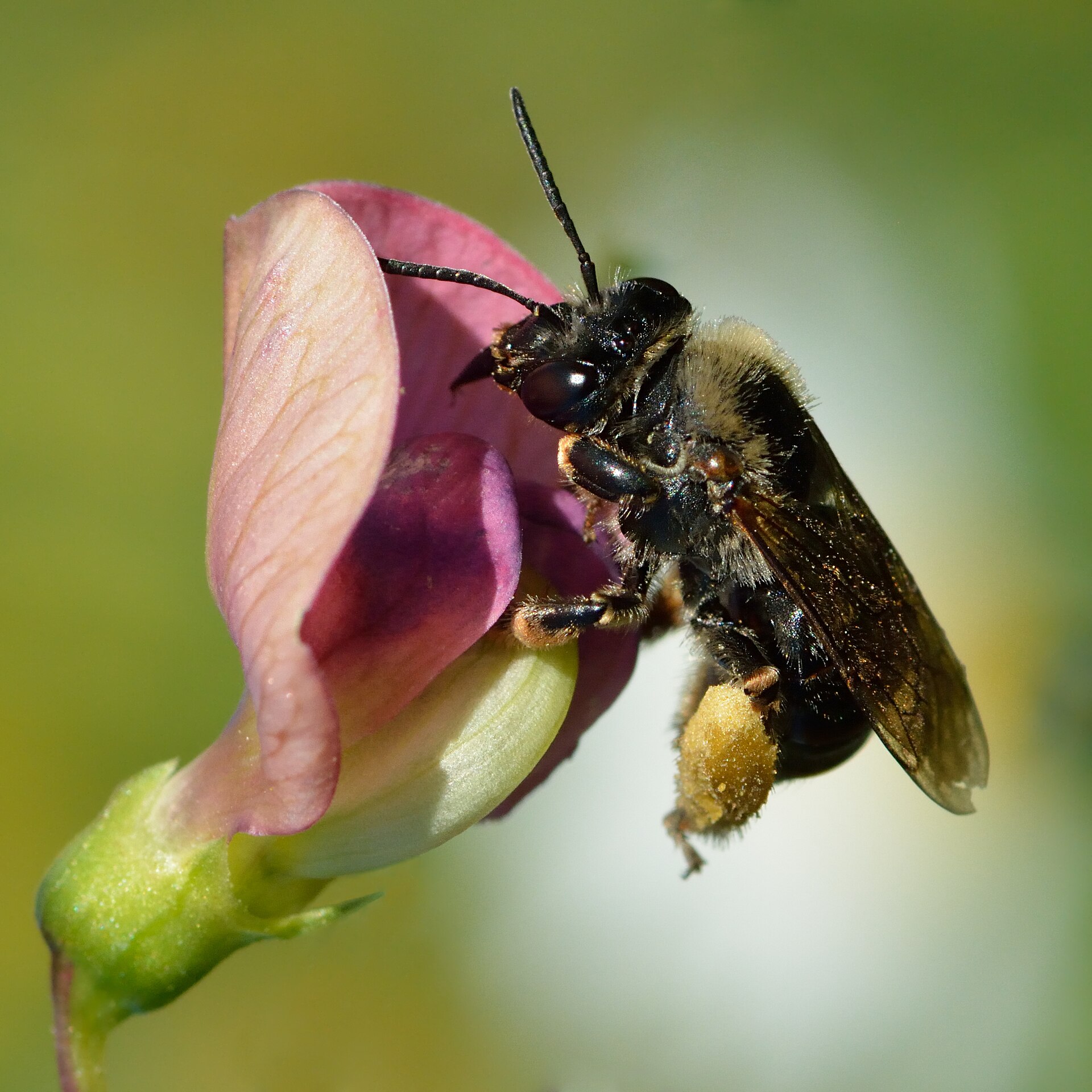 Imagem de referência de Lathyrus, descrito nos dados abertos como género de plantas