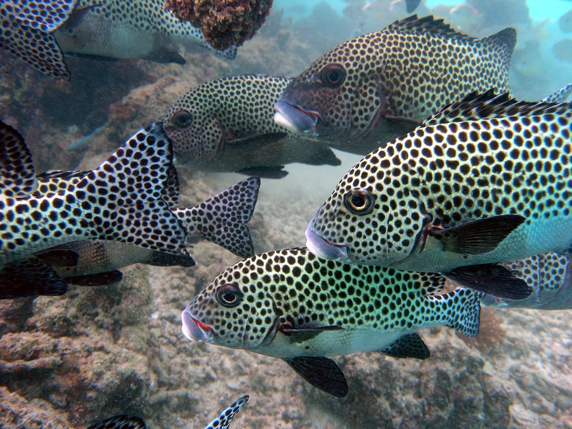 Imagem de referência relacionada a Plectorhinchus, item descrito como género de peixes