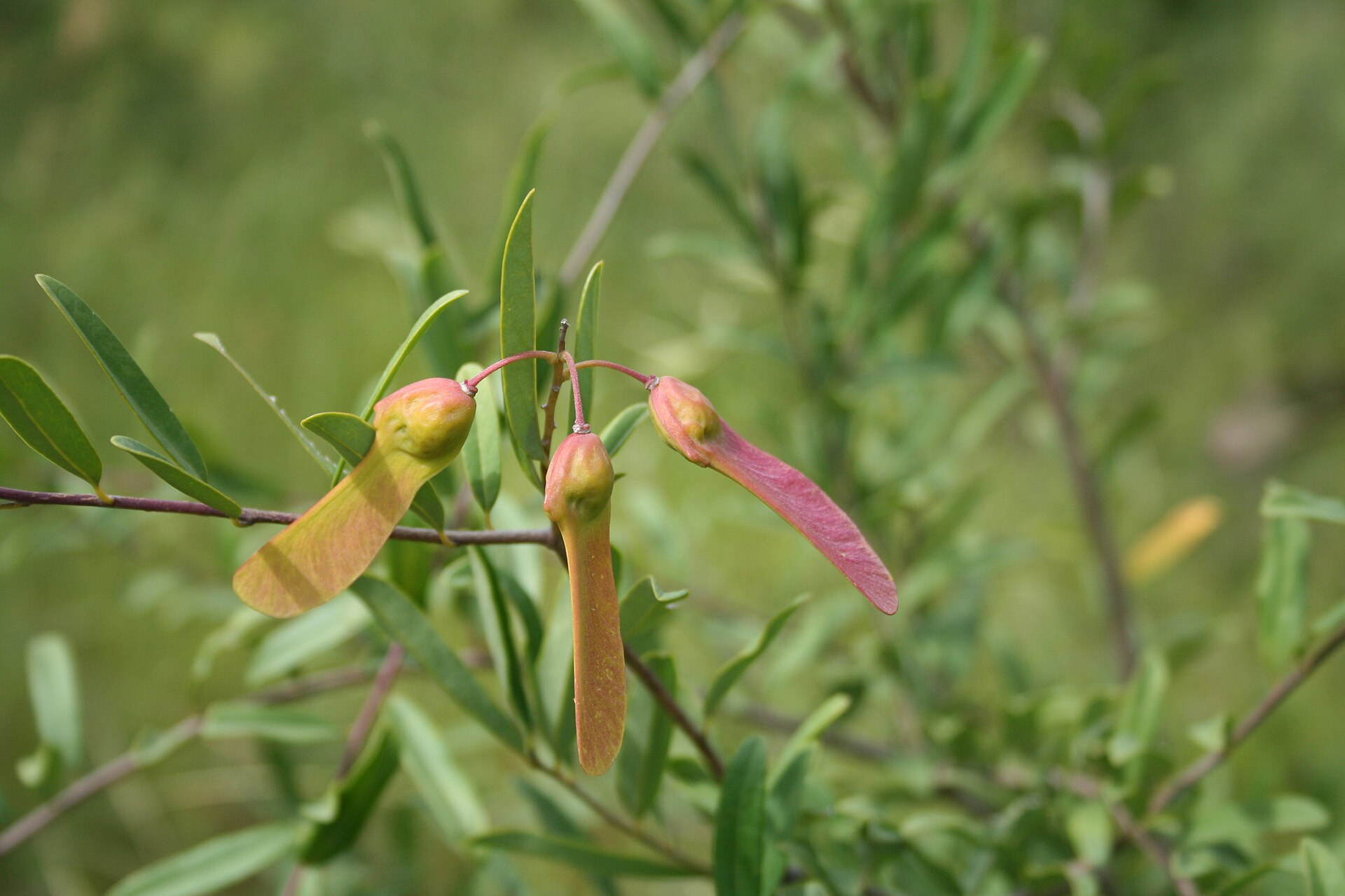 Imagem de referência de Polygalaceae, descrito nos dados abertos como família de plantas com flor da ordem Fabales