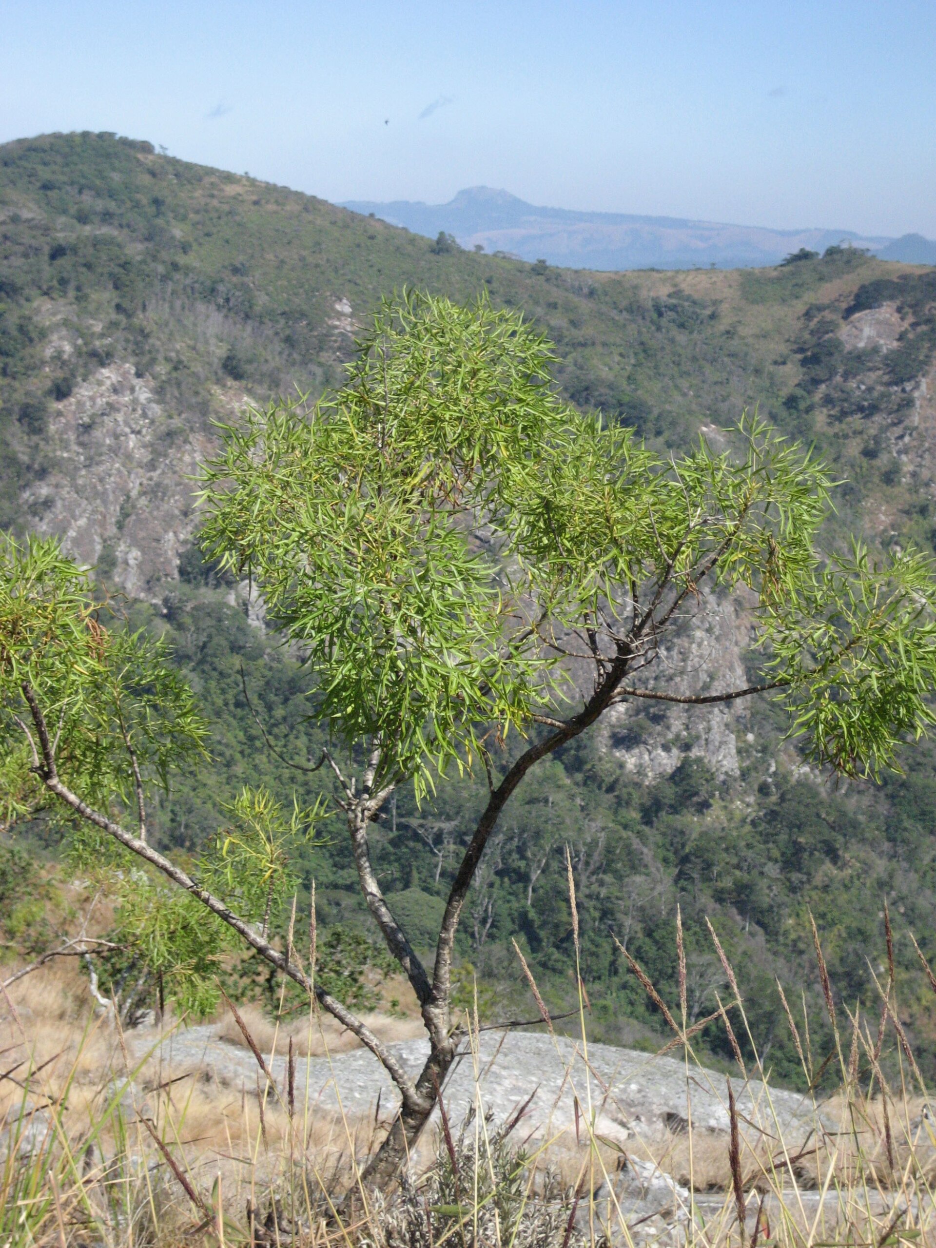 Imagem de referência de Heteromorpha, descrito nos dados abertos como género de plantas