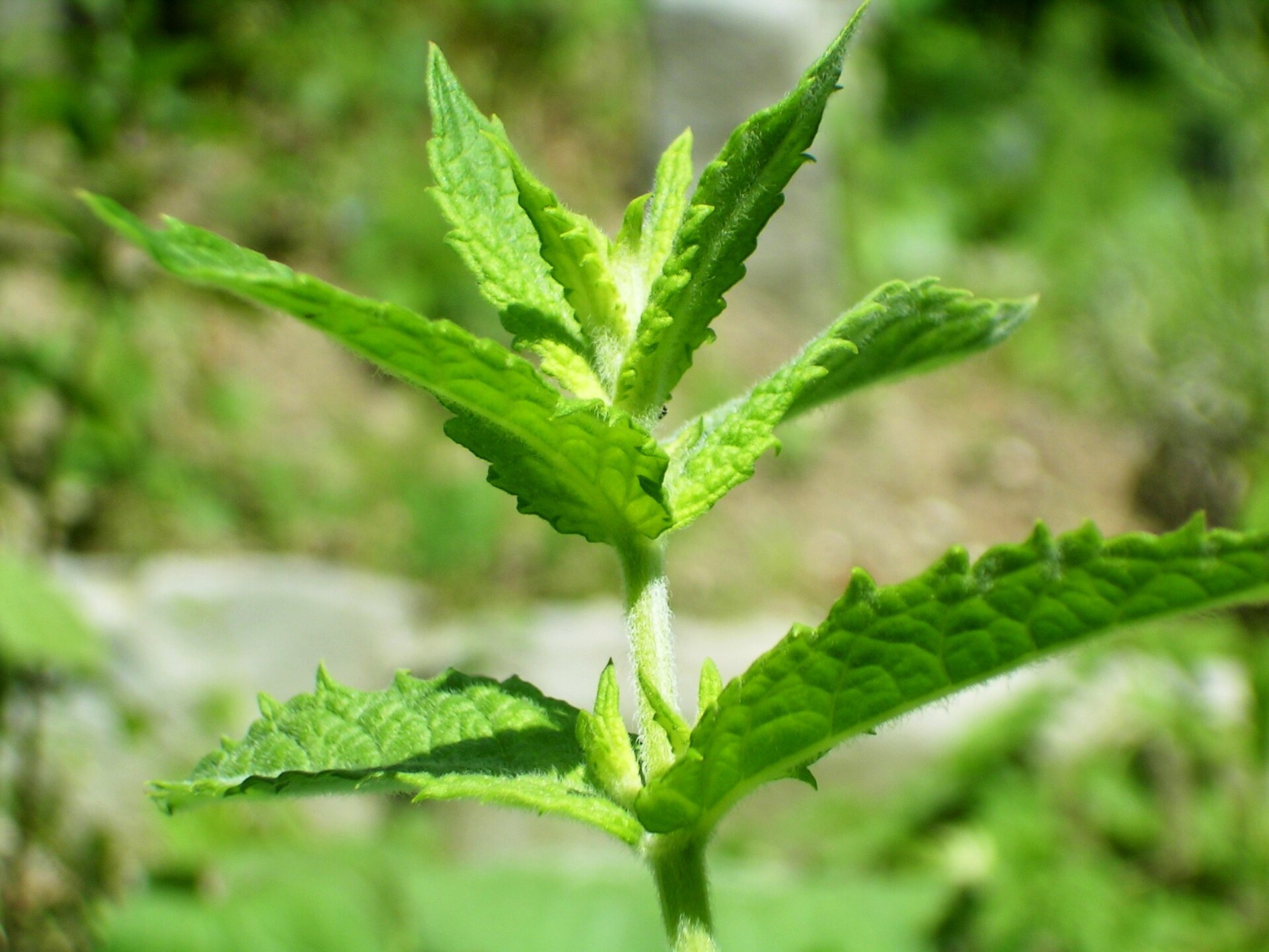 Imagem de referência de hortelã-verde, descrito nos dados abertos como espécie de planta
