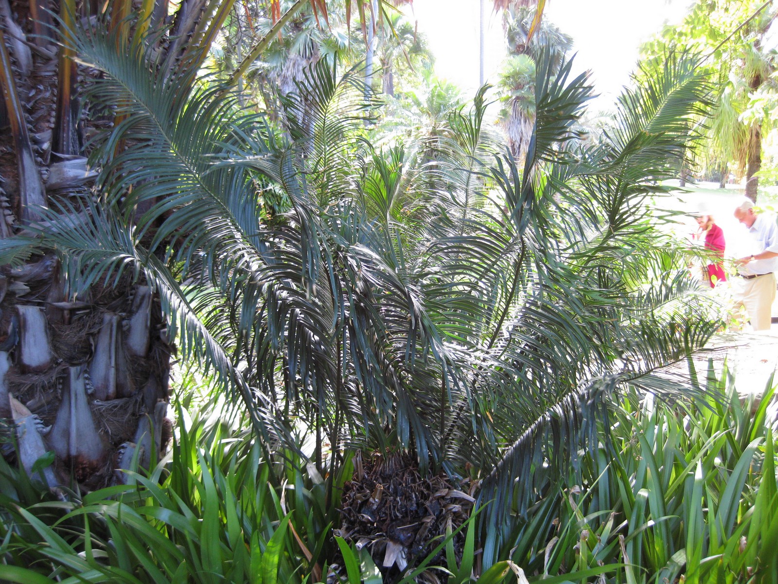 Imagem de referência relacionada a Cycas guizhouensis, item descrito como espécie de planta