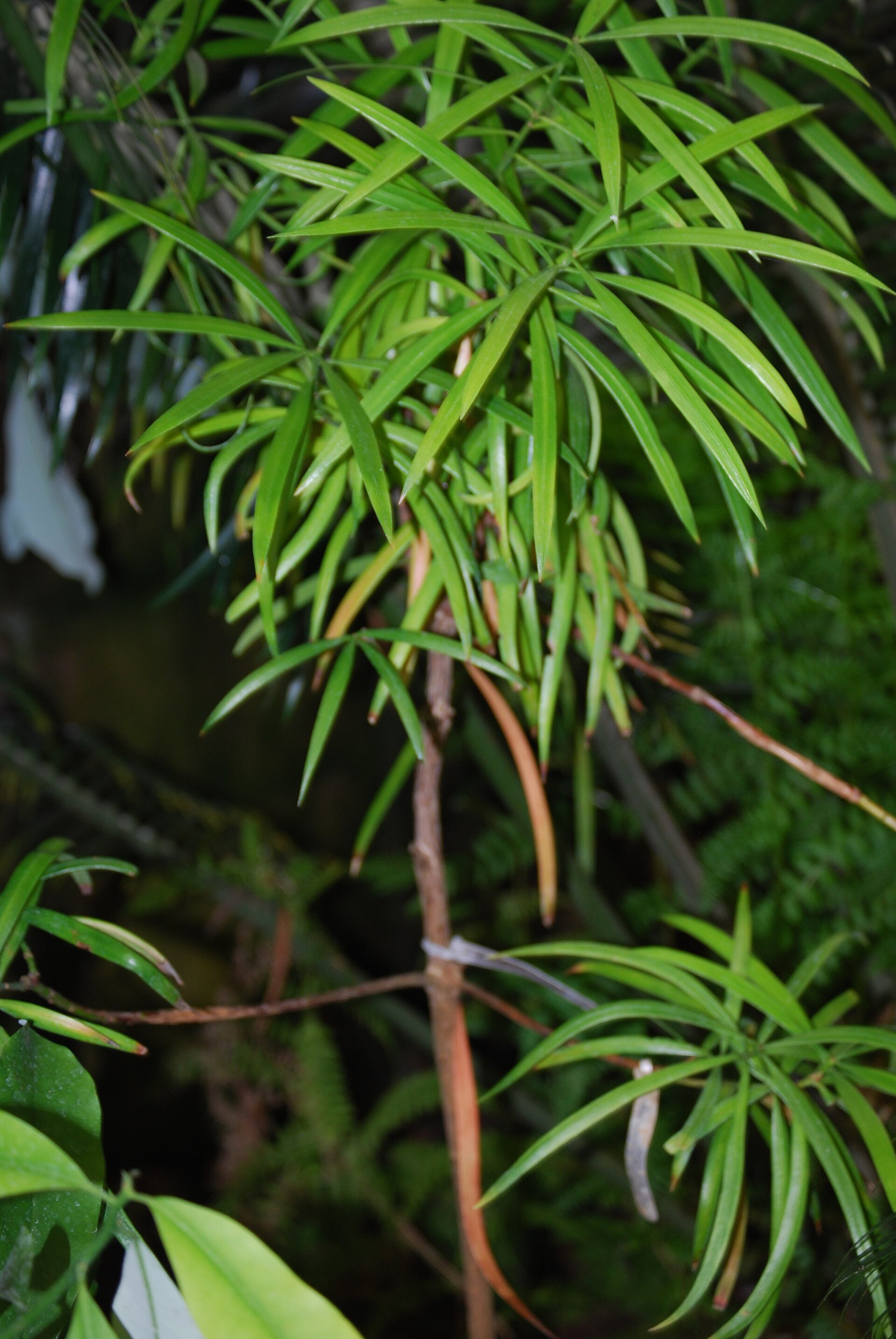 Imagem de referência relacionada a Austrotaxus, item descrito como espécie de planta