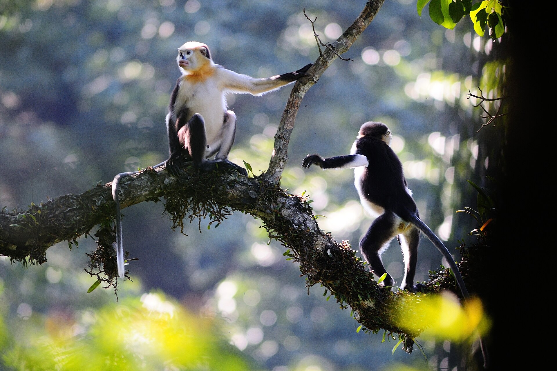Imagem de referência relacionada a Rhinopithecus avunculus, item descrito como espécie de mamífero