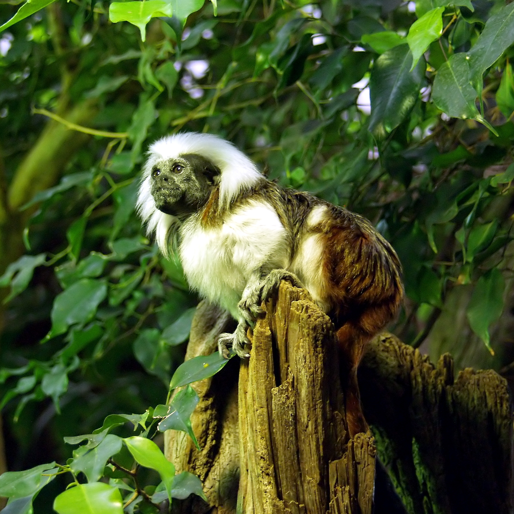 Imagem de referência relacionada a Saguinus oedipus, item descrito como espécie de mamífero