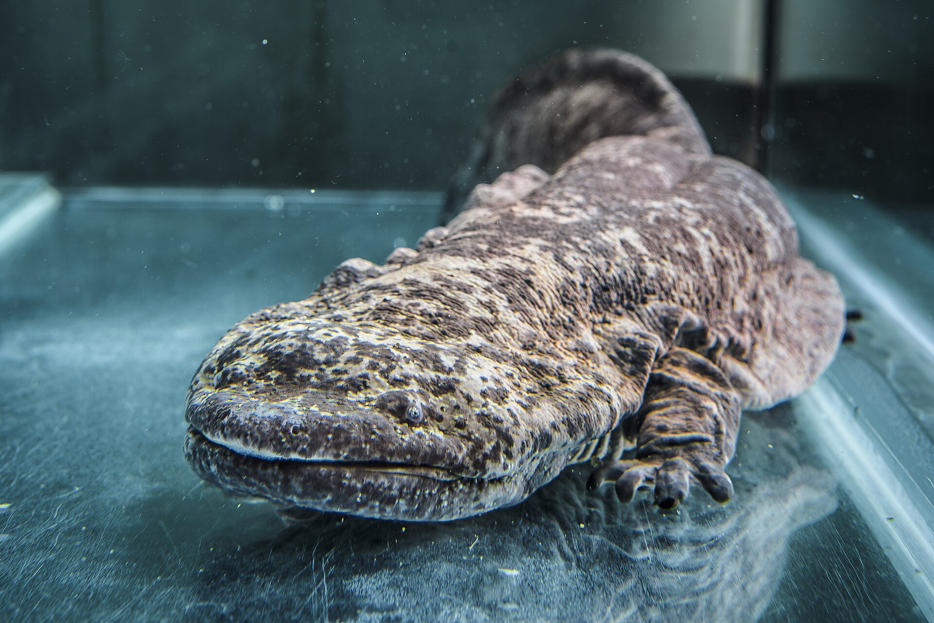 Imagem de referência relacionada a Salamandra-gigante-da-china, item descrito como espécie de anfíbio