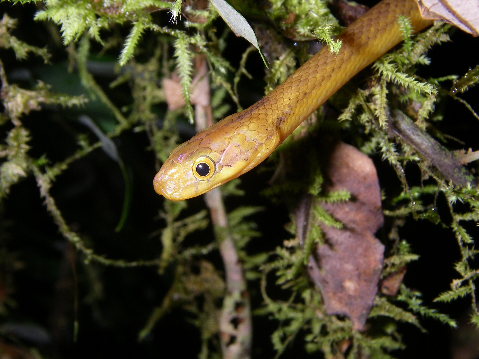 Imagem de referência relacionada a Lamprophiidae, item descrito como registro de referência sobre Lamprophiidae, organizado a partir de dados estruturados abertos