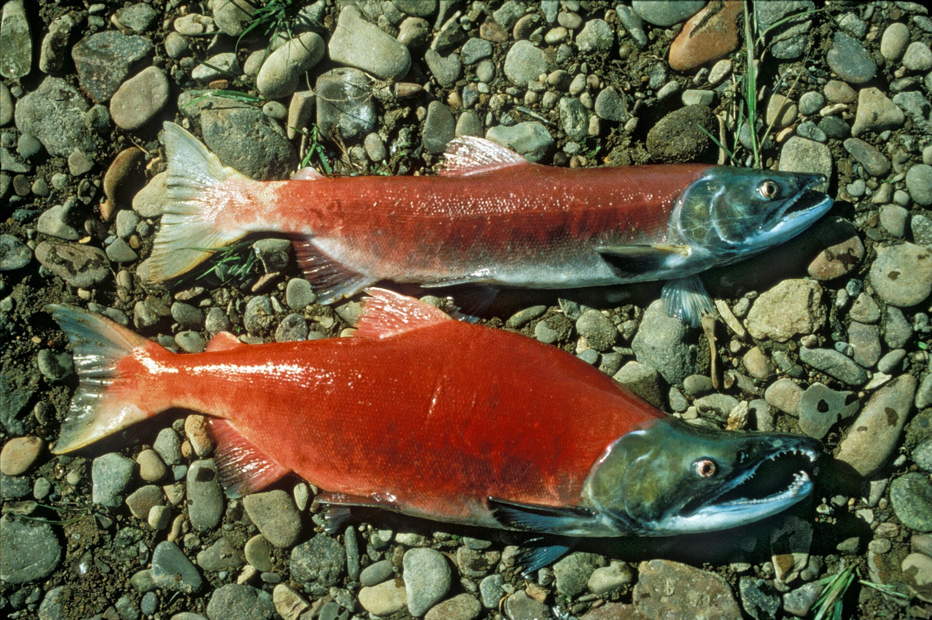 Imagem de referência de Oncorhynchus, descrito nos dados abertos como género de peixes