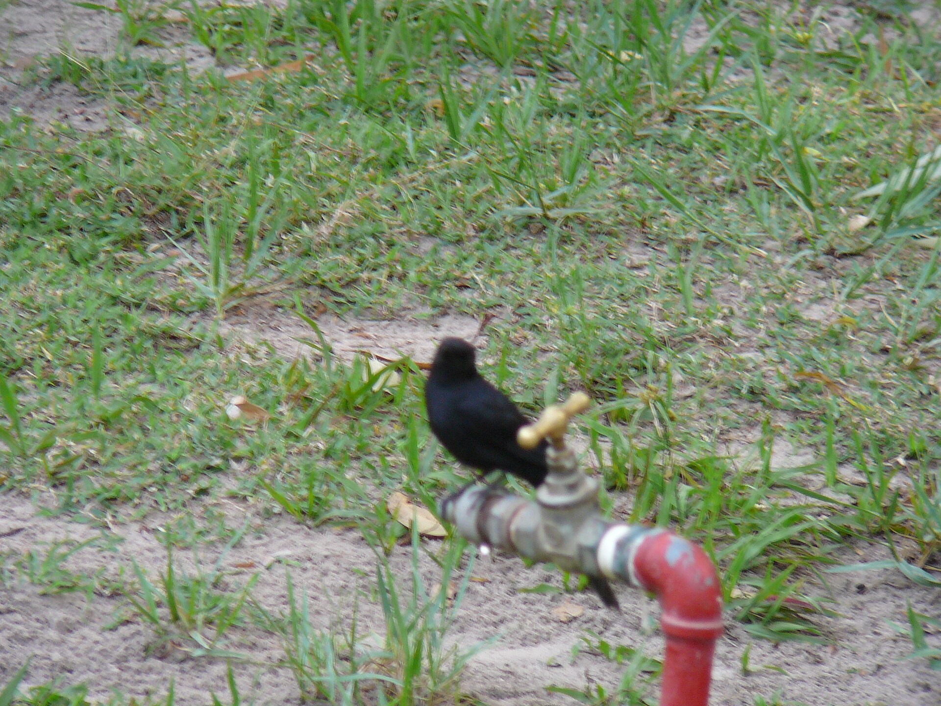 Imagem de referência relacionada a Papa-moscas-preto, item descrito como uma ave insectívora