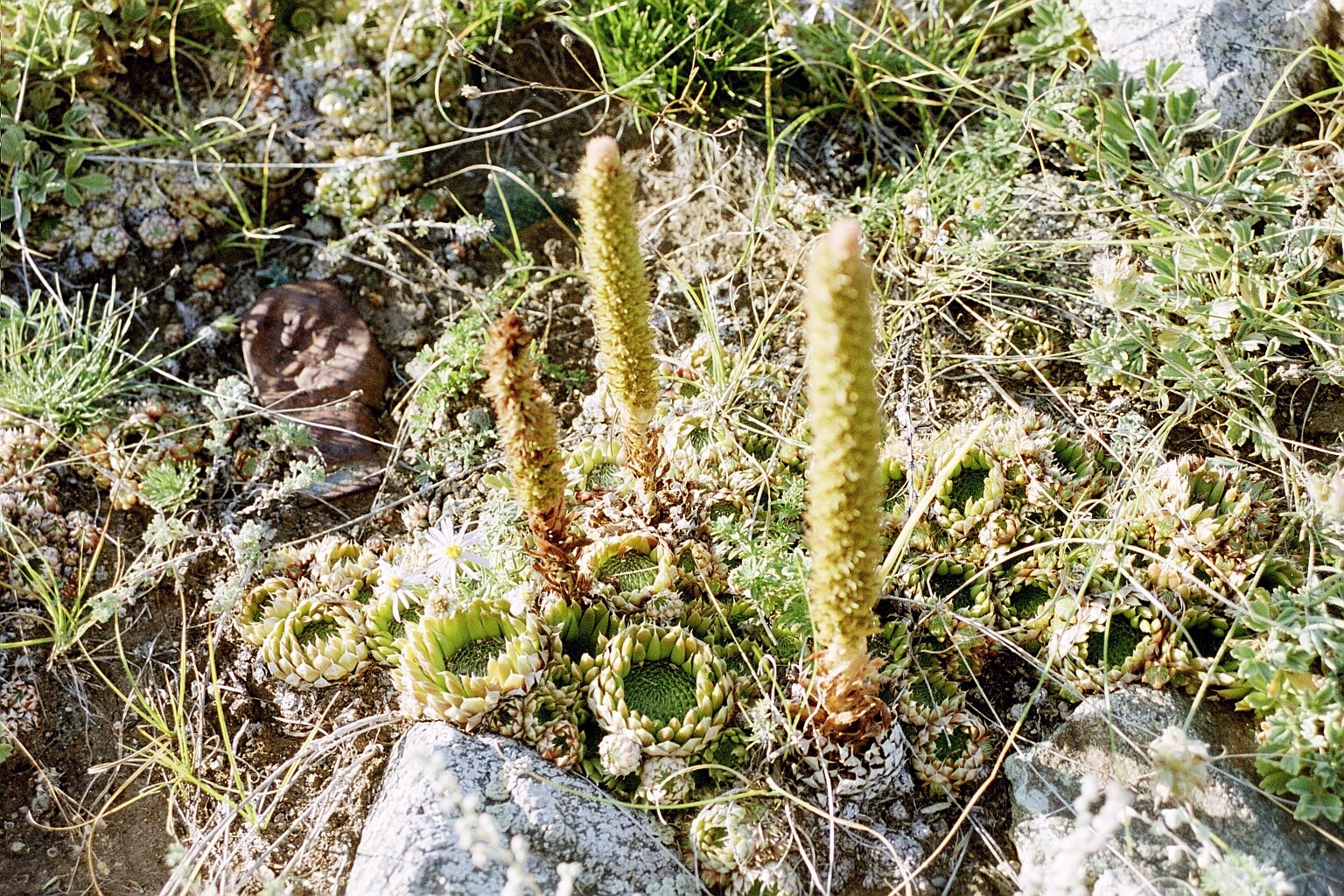 Imagem de referência relacionada a Orostachys, item descrito como género de plantas