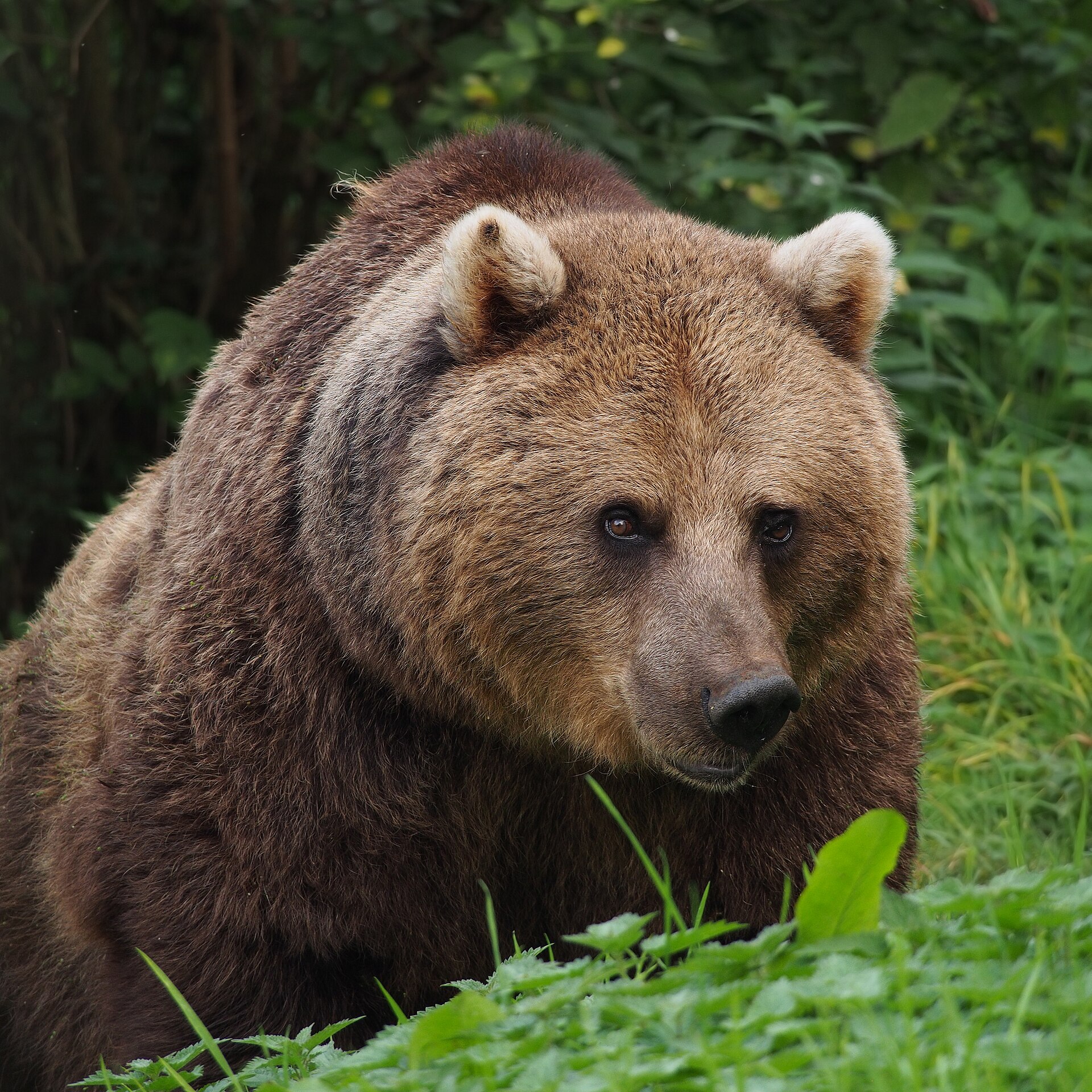 Imagem de referência relacionada a urso, item descrito como registro de referência sobre urso, organizado a partir de dados estruturados abertos