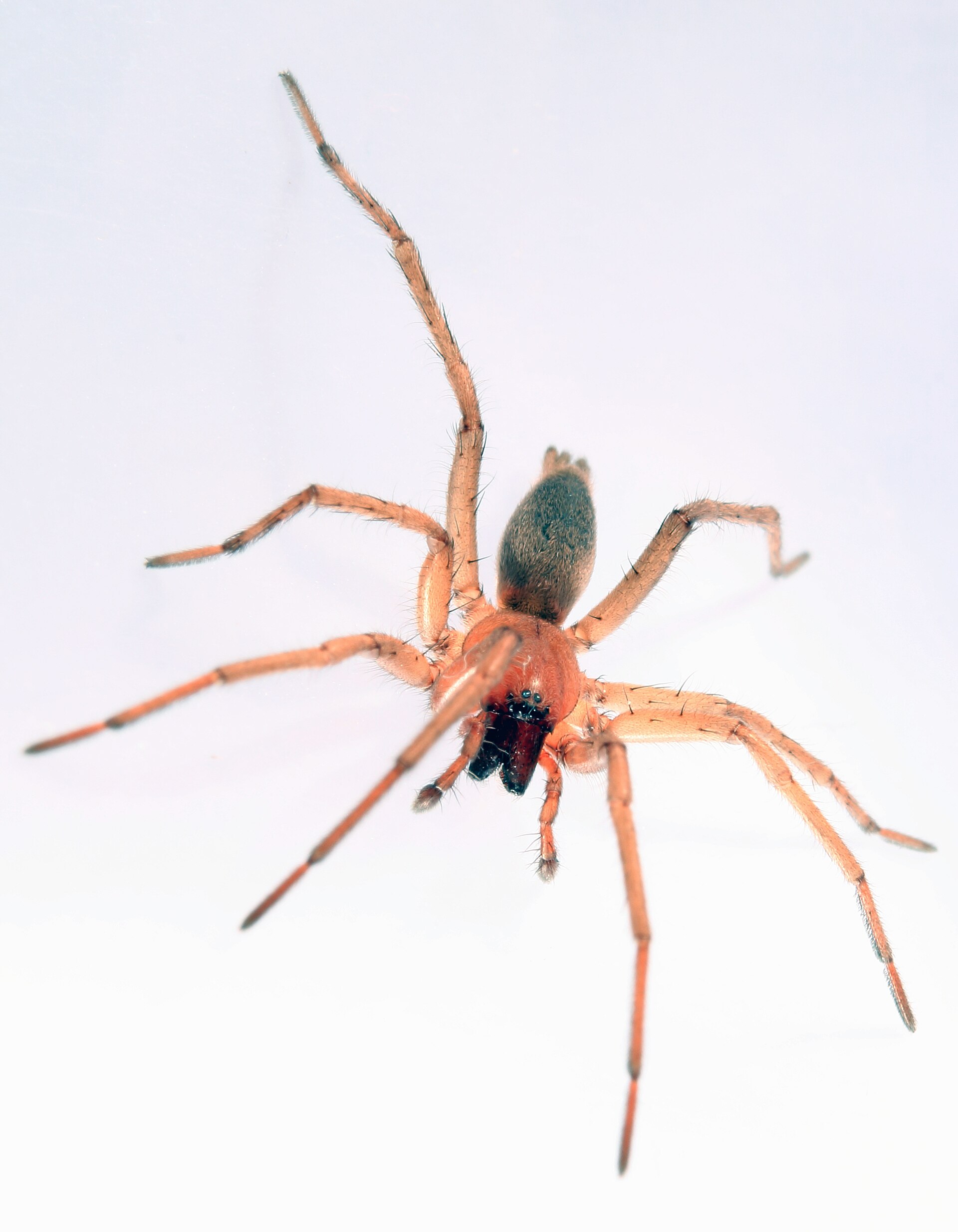 Imagem de referência relacionada a Drassodes lapidosus, item descrito como espécie de aracnídeo