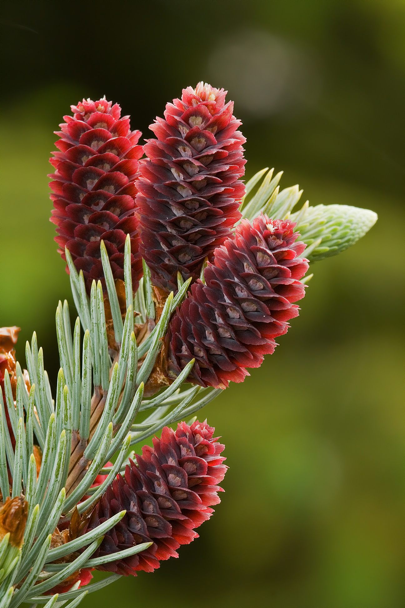 Imagem de referência relacionada a Picea, item descrito como género de plantas