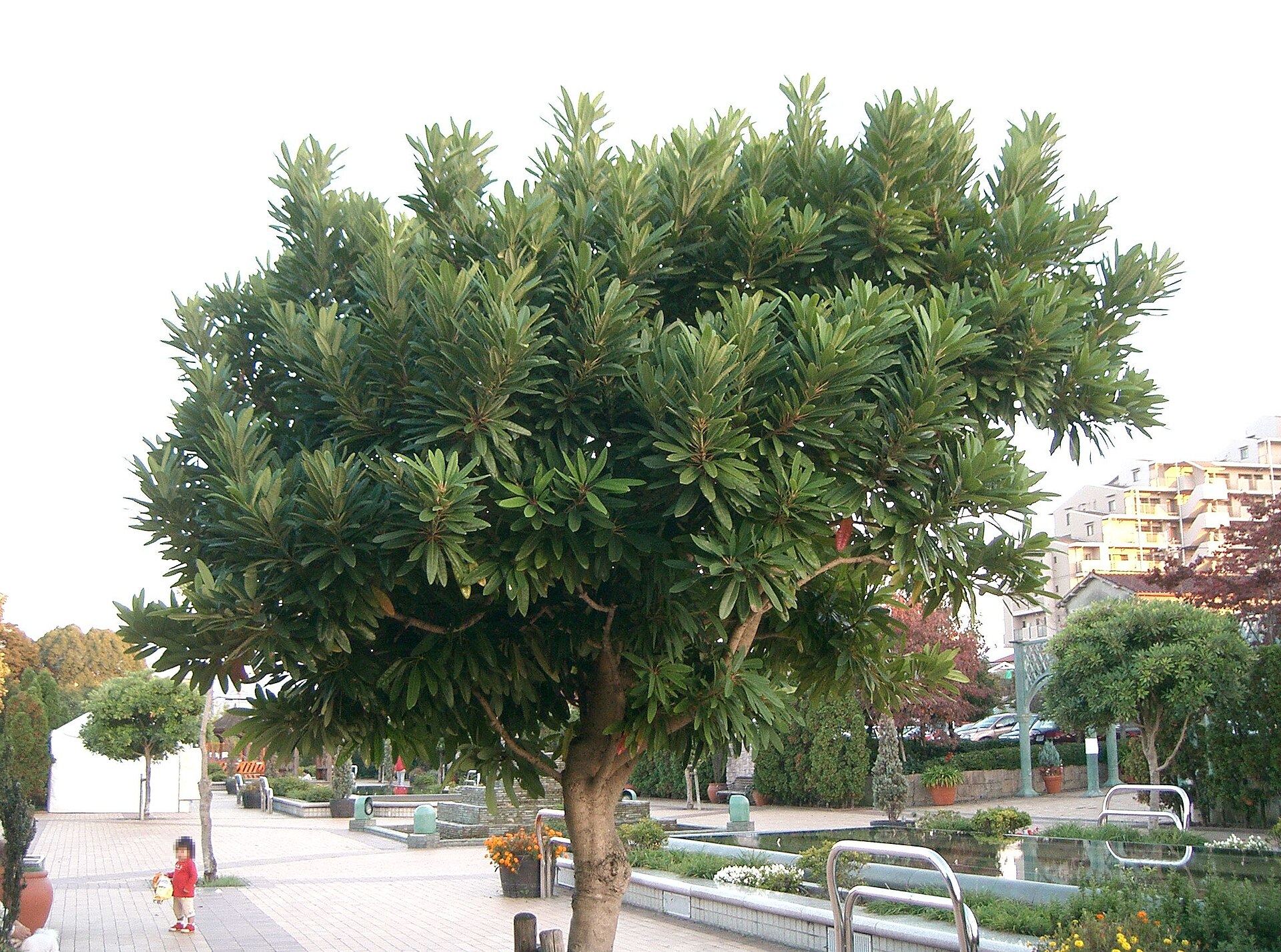 Imagem de referência relacionada a Daphniphyllaceae, item descrito como género de plantas